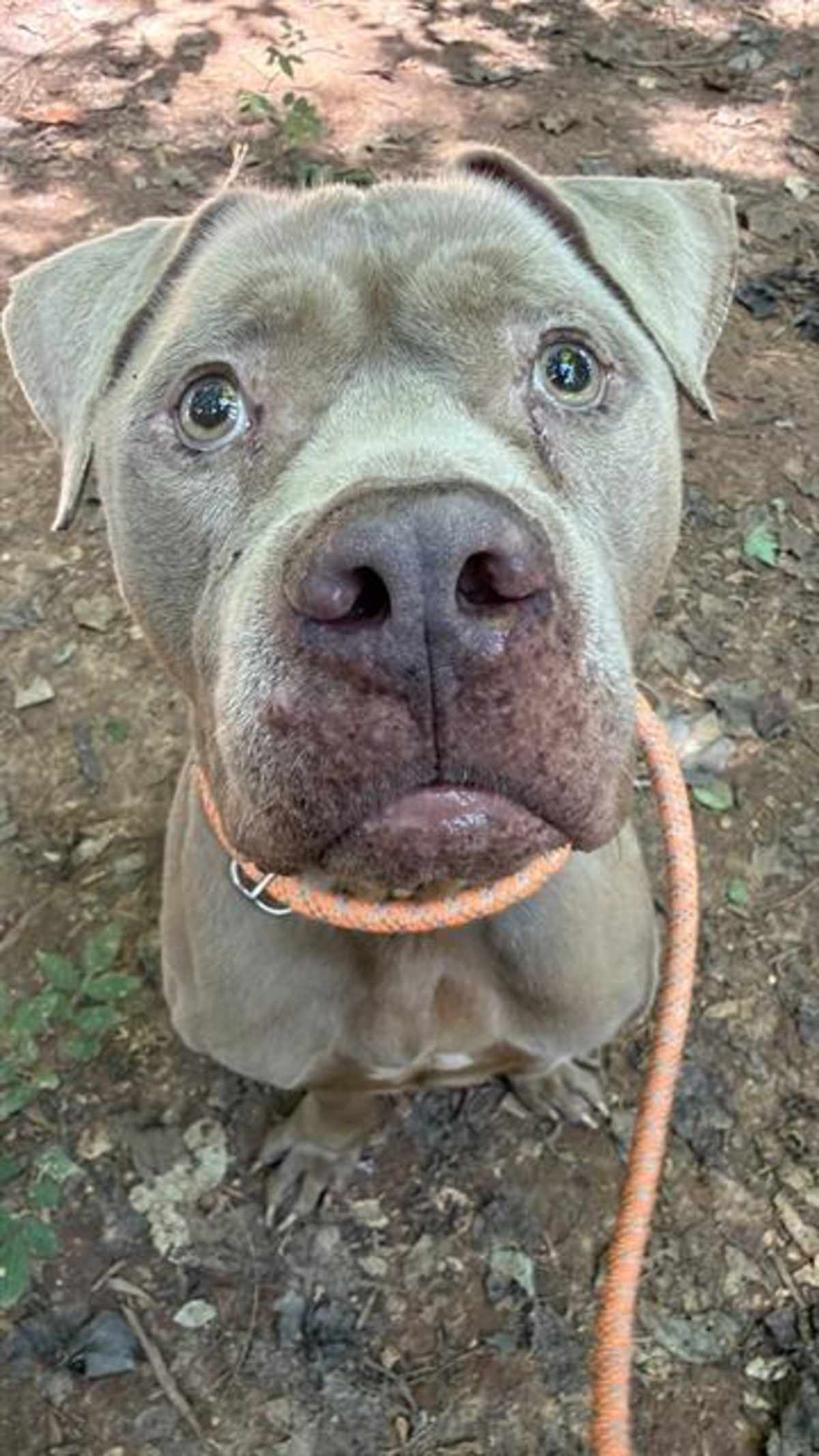 FABRIZIO - American Pit Bull Terrier available for adoption