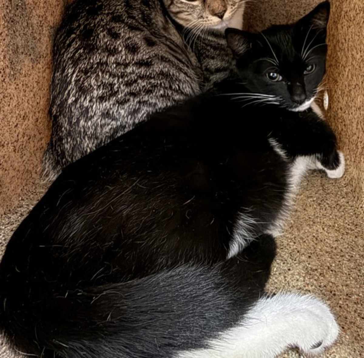 SAGE - Domestic Shorthair for adoption in Roanoke