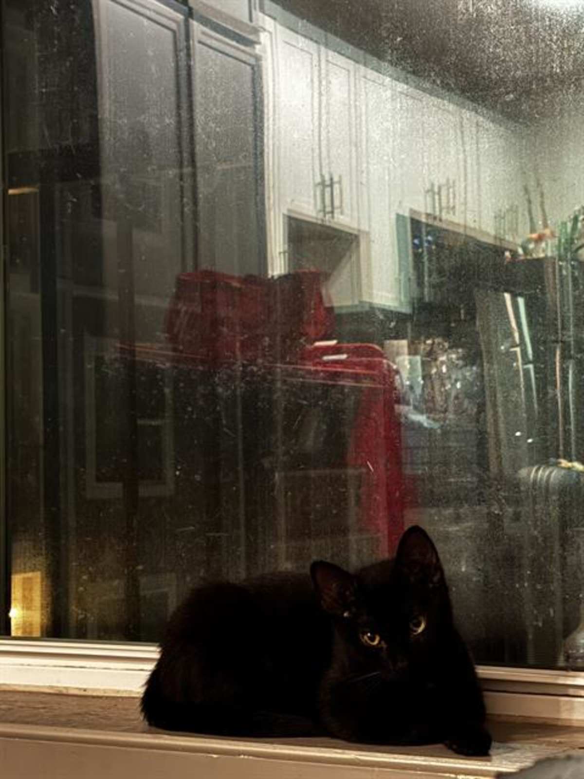 PULP - Domestic Shorthair for adoption in Charlotte