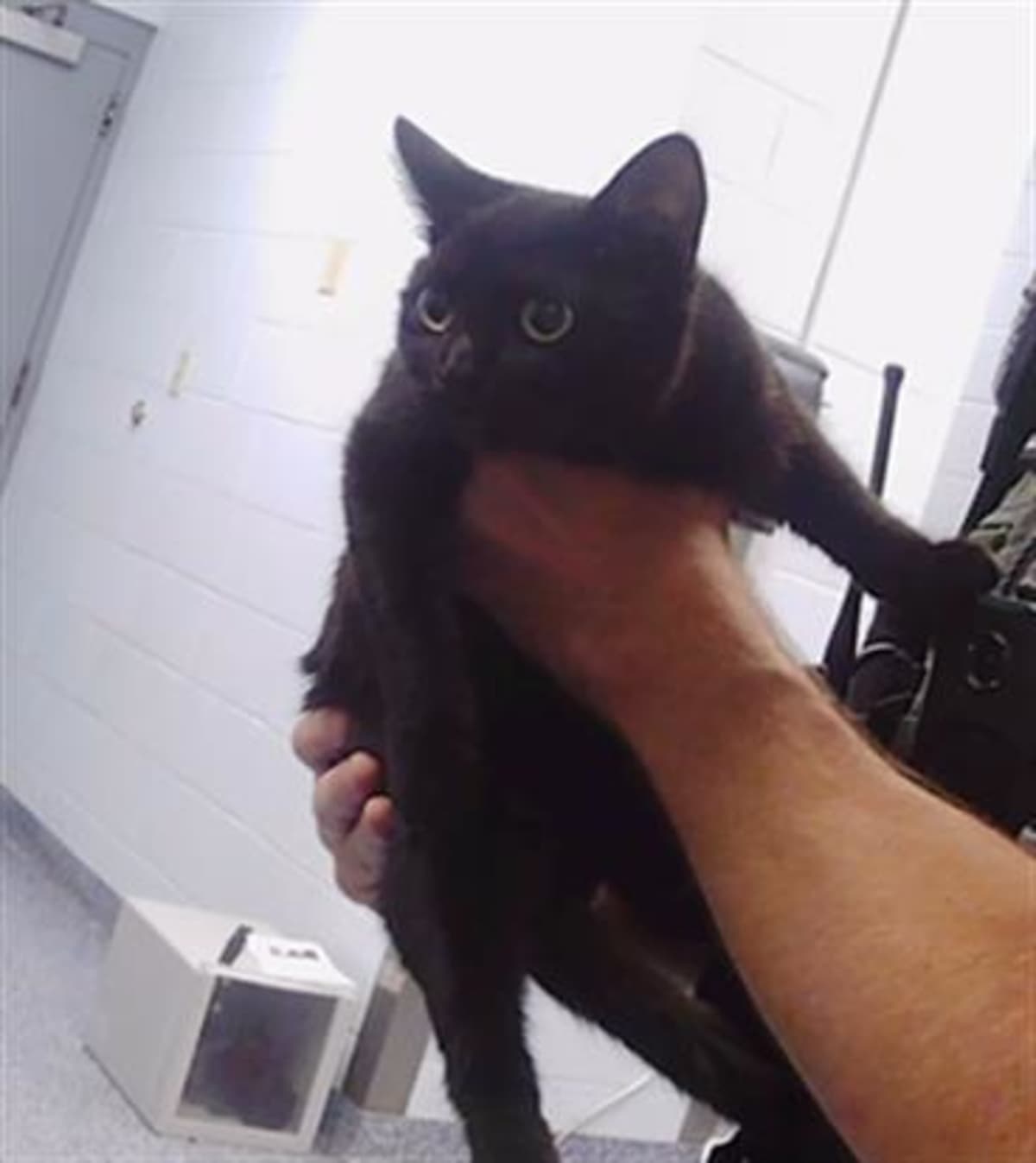 BEAUTY - Domestic Shorthair available for adoption