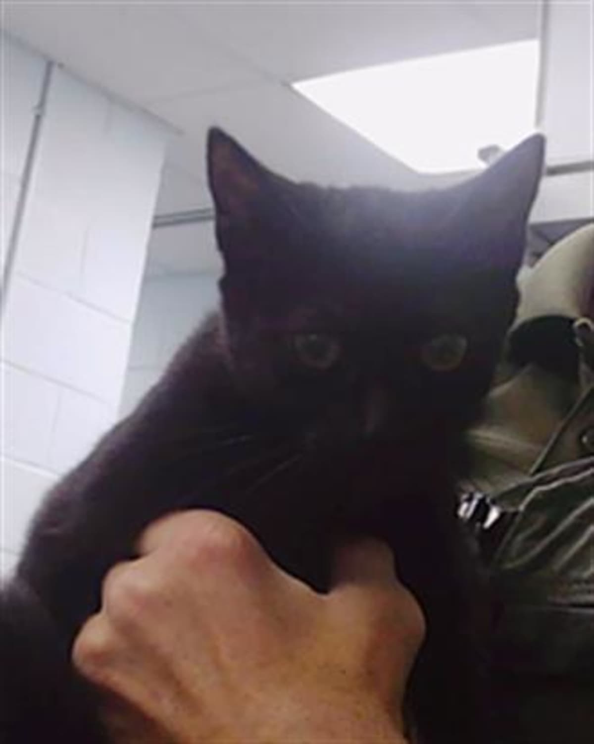 BELLA - Domestic Mediumhair available for adoption
