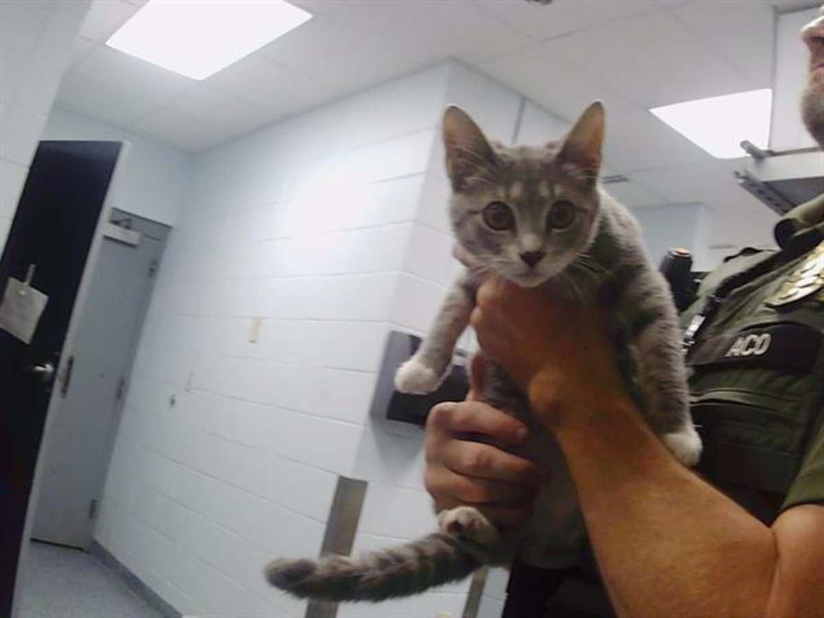 BELLE - Domestic Shorthair available for adoption