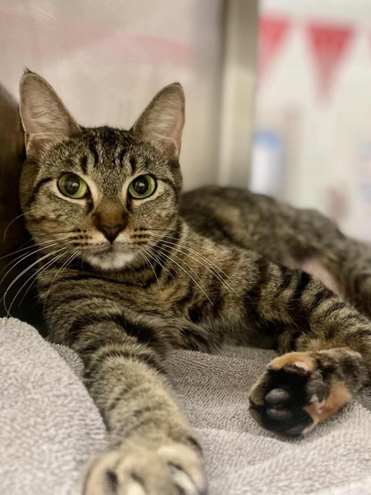 UNNAMED - Domestic Shorthair available for adoption