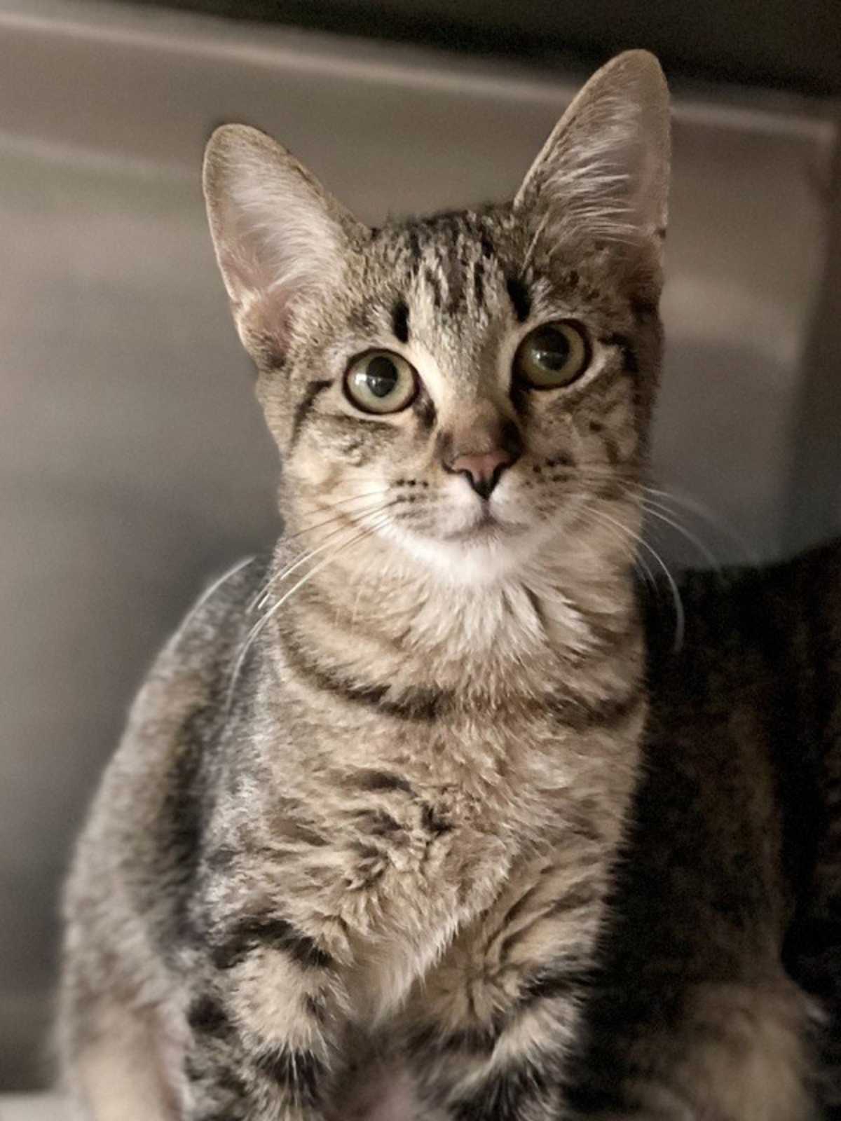 UNNAMED - Domestic Shorthair available for adoption