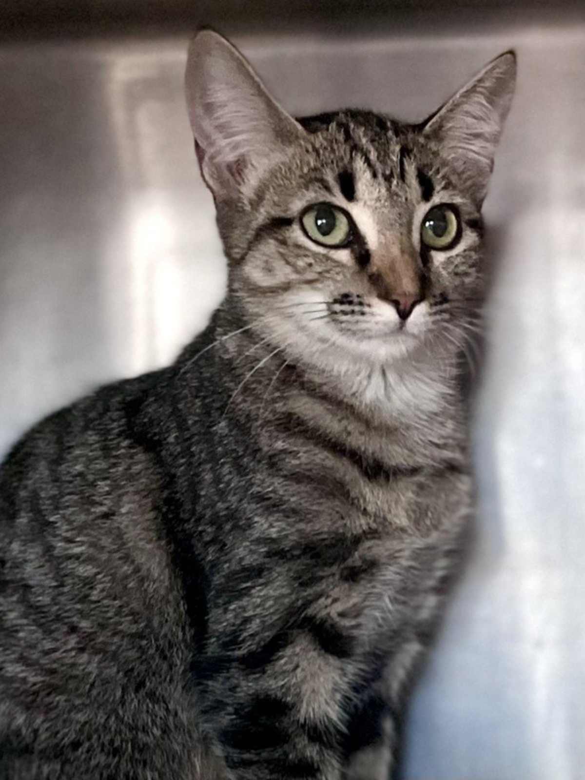 UNNAMED - Domestic Shorthair available for adoption