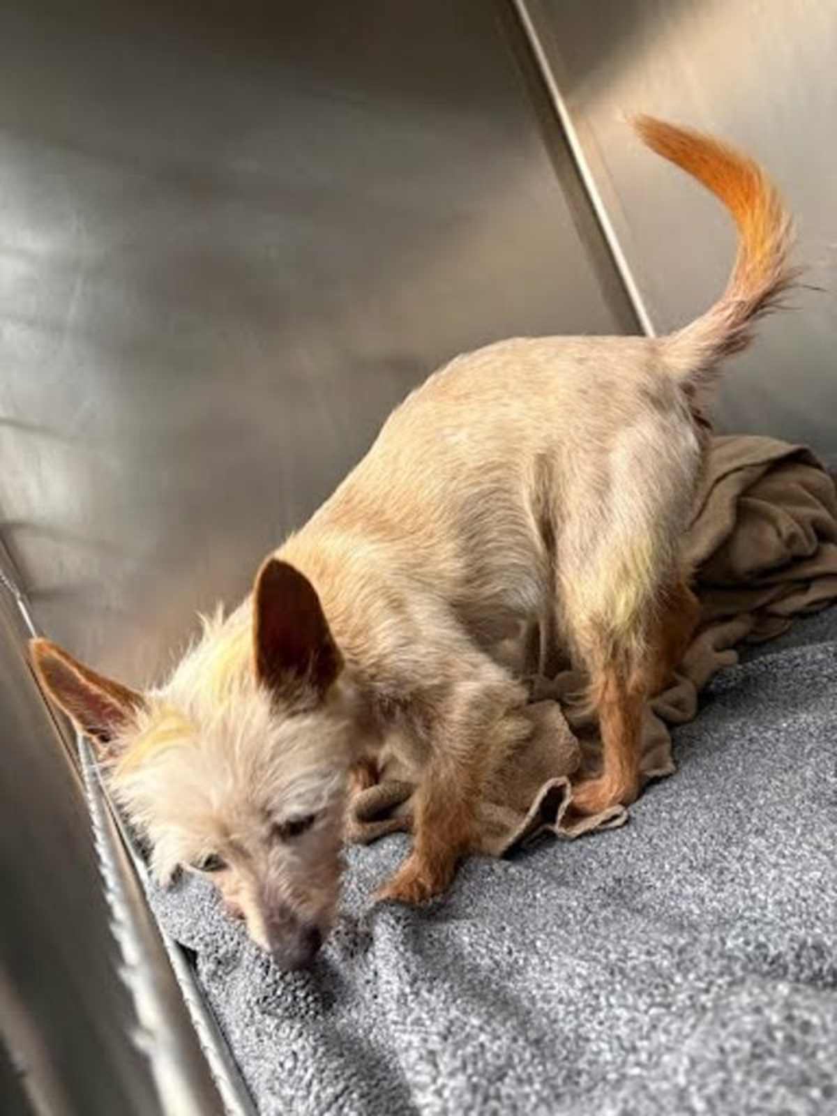 SUNFLOWER - Cairn Terrier available for adoption