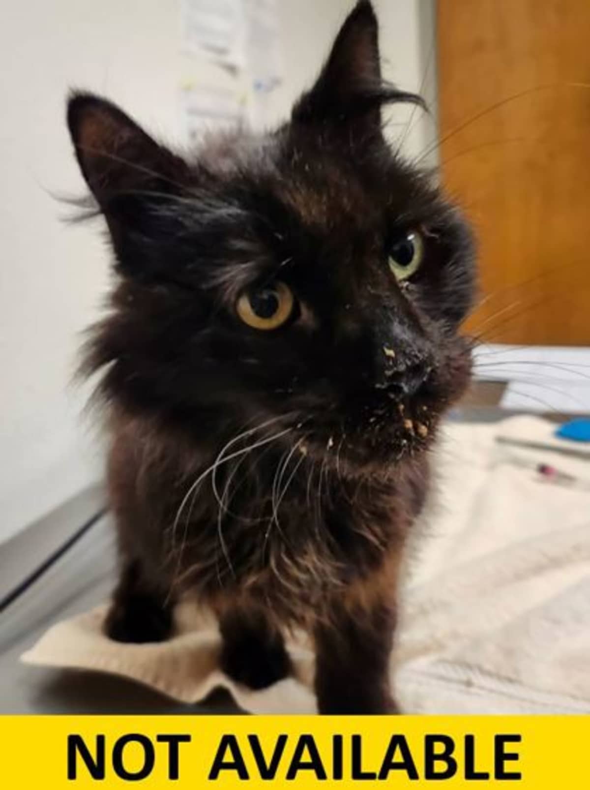 CHAPLIN - Domestic Mediumhair available for adoption