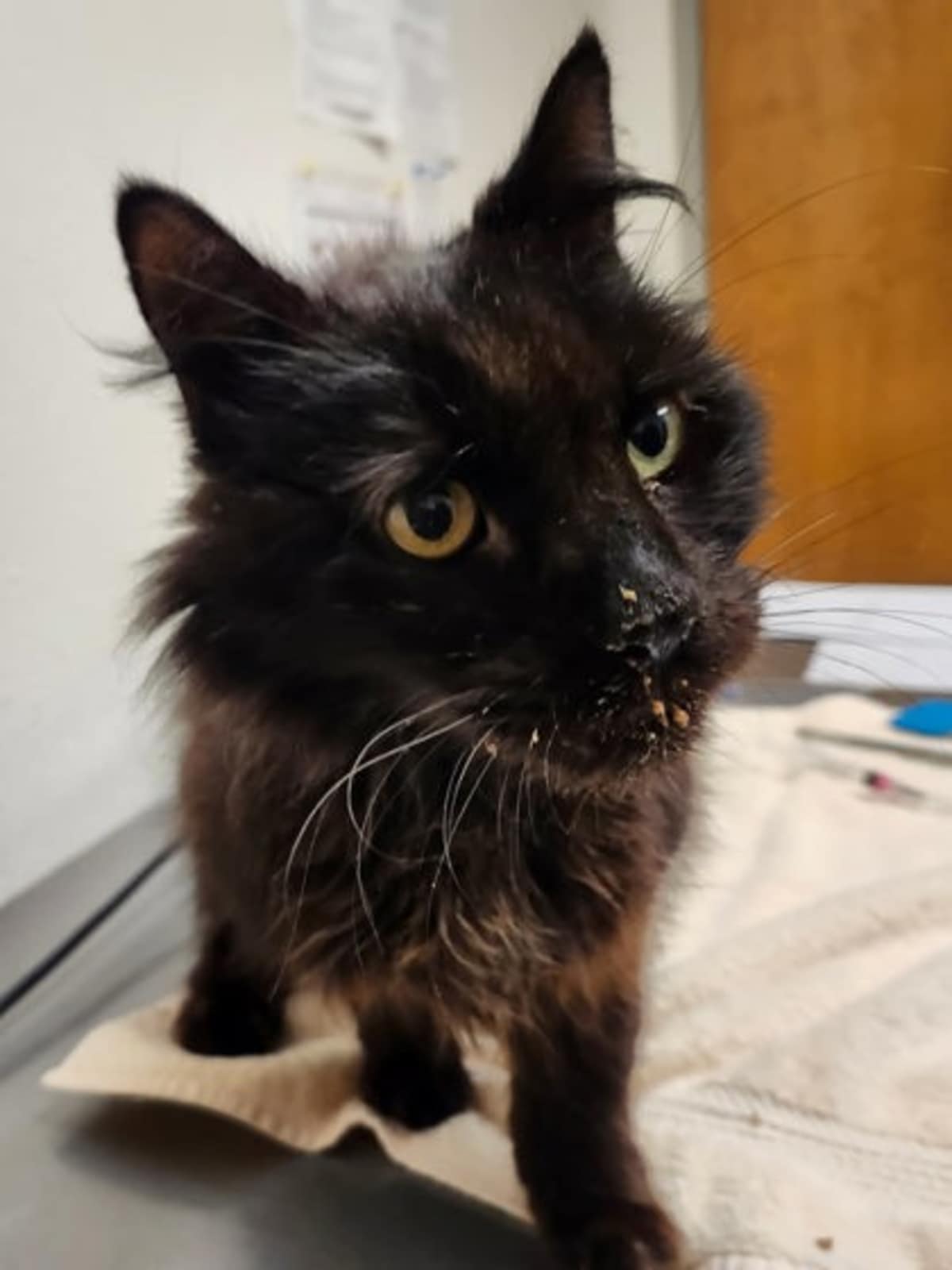 CHAPLIN - Domestic Mediumhair available for adoption