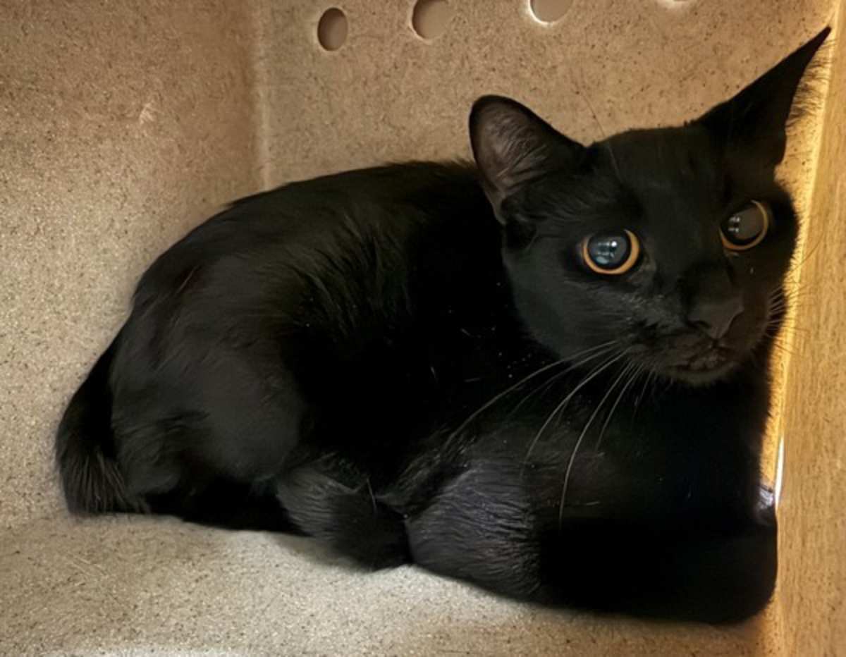 MEOWNNAISE - Domestic Shorthair for adoption in Roanoke