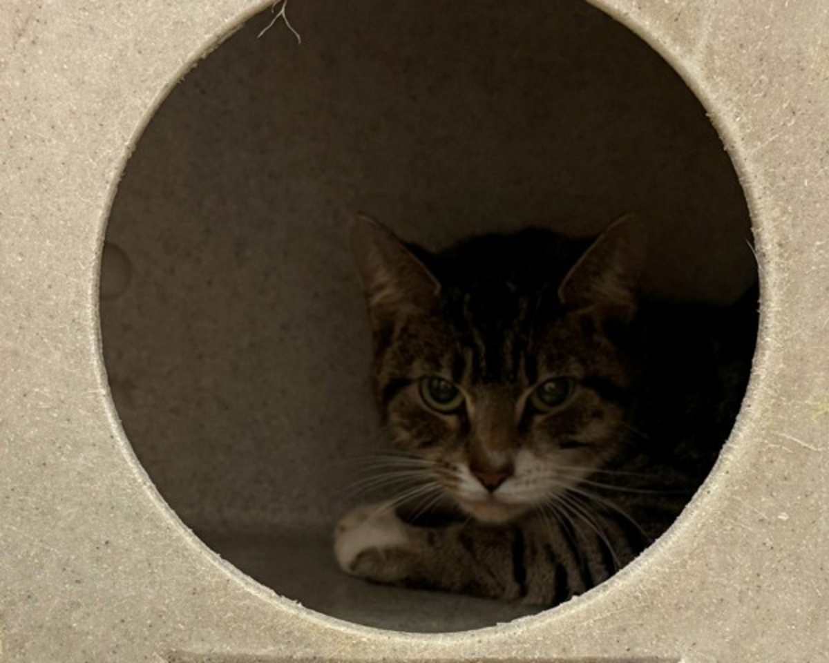 MISS PURR - Domestic Shorthair for adoption in Roanoke