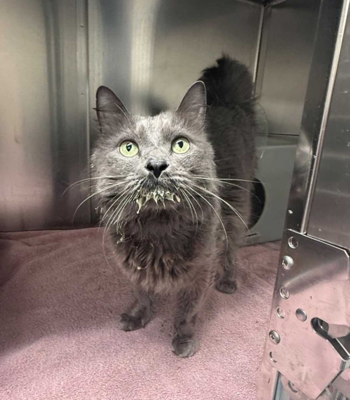 THE GREY CATSBY - Domestic Mediumhair for adoption in Roanoke