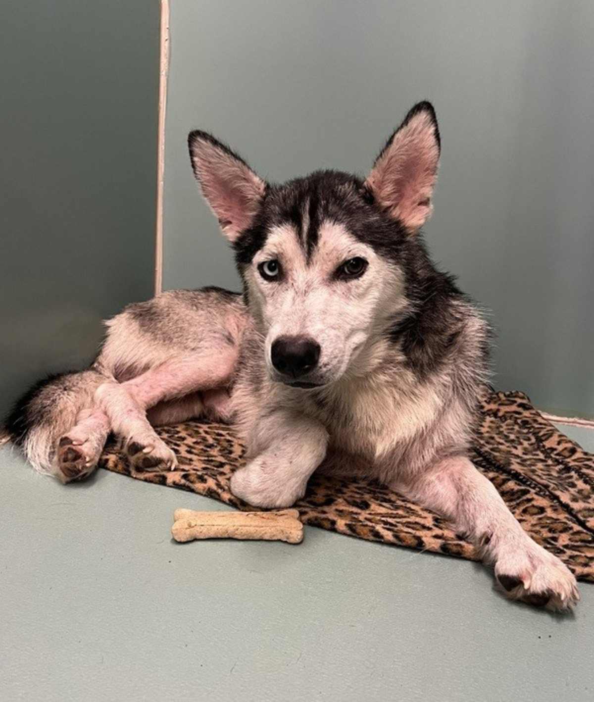 TIKI - Siberian Husky available for adoption