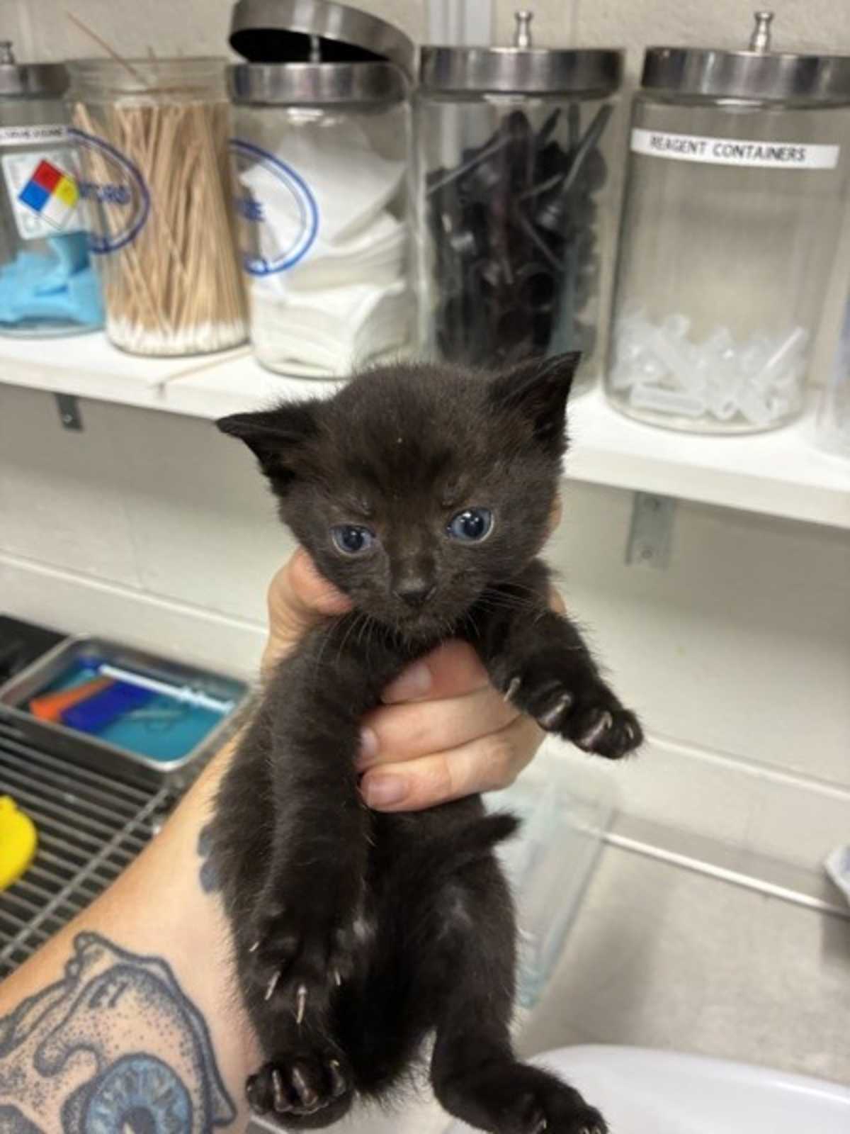 JIJI - Domestic Shorthair for adoption in Roanoke