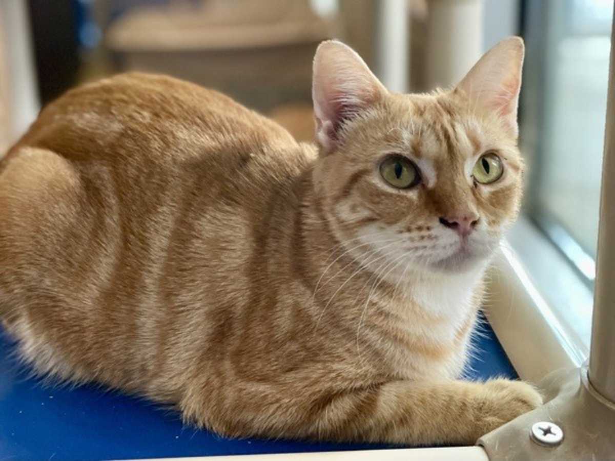 MATINEE - Domestic Shorthair available for adoption