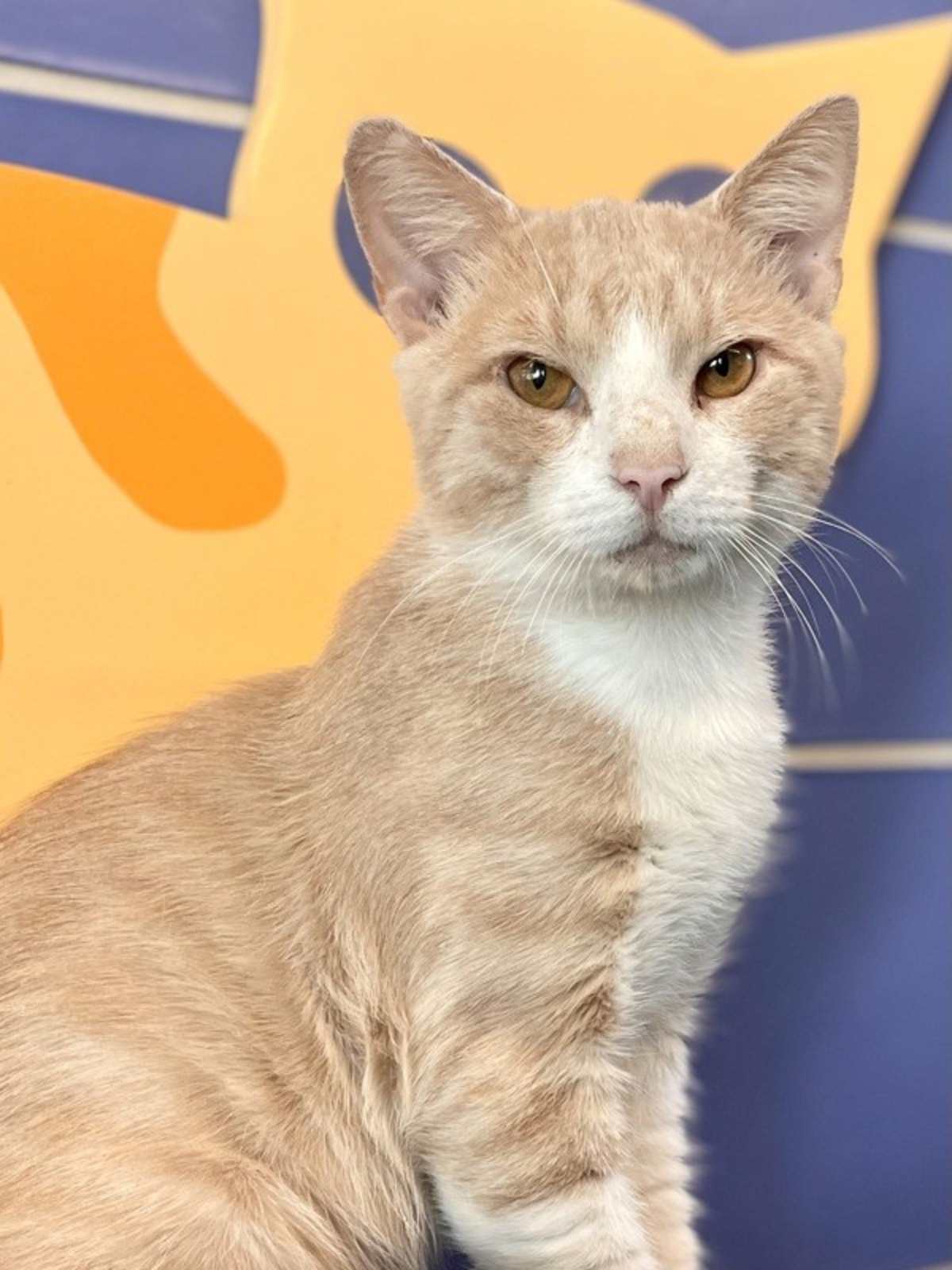 BOX OFFICE - Domestic Shorthair available for adoption