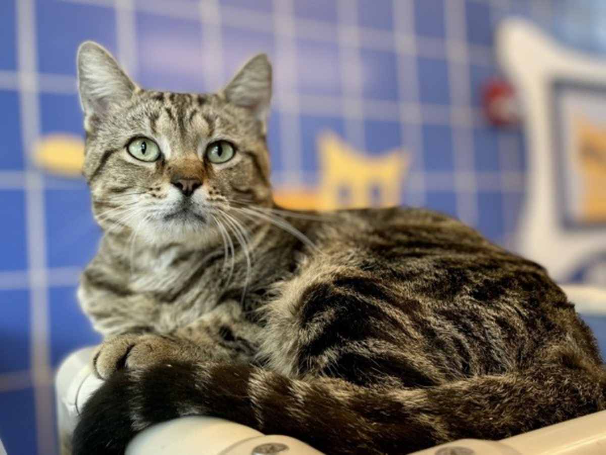 CUP HOLDER - Domestic Shorthair available for adoption