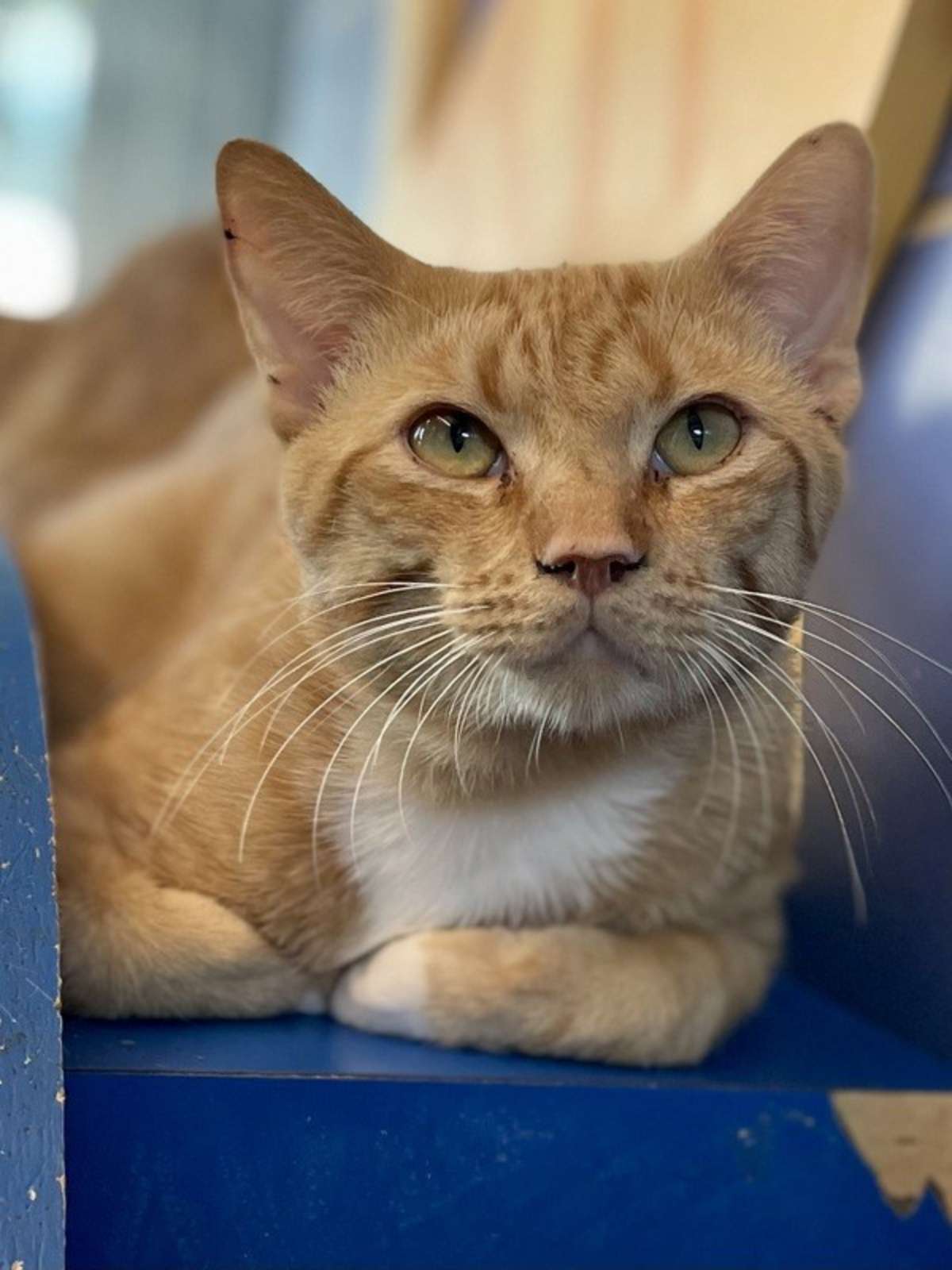 SNEAK PEAK - Domestic Shorthair available for adoption