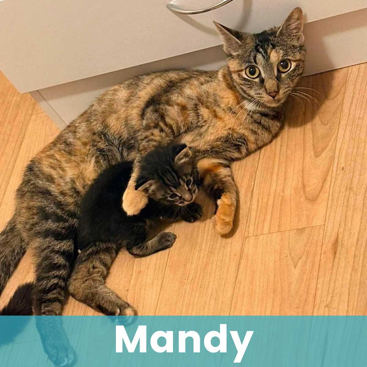 MANDY - Domestic Shorthair available for adoption