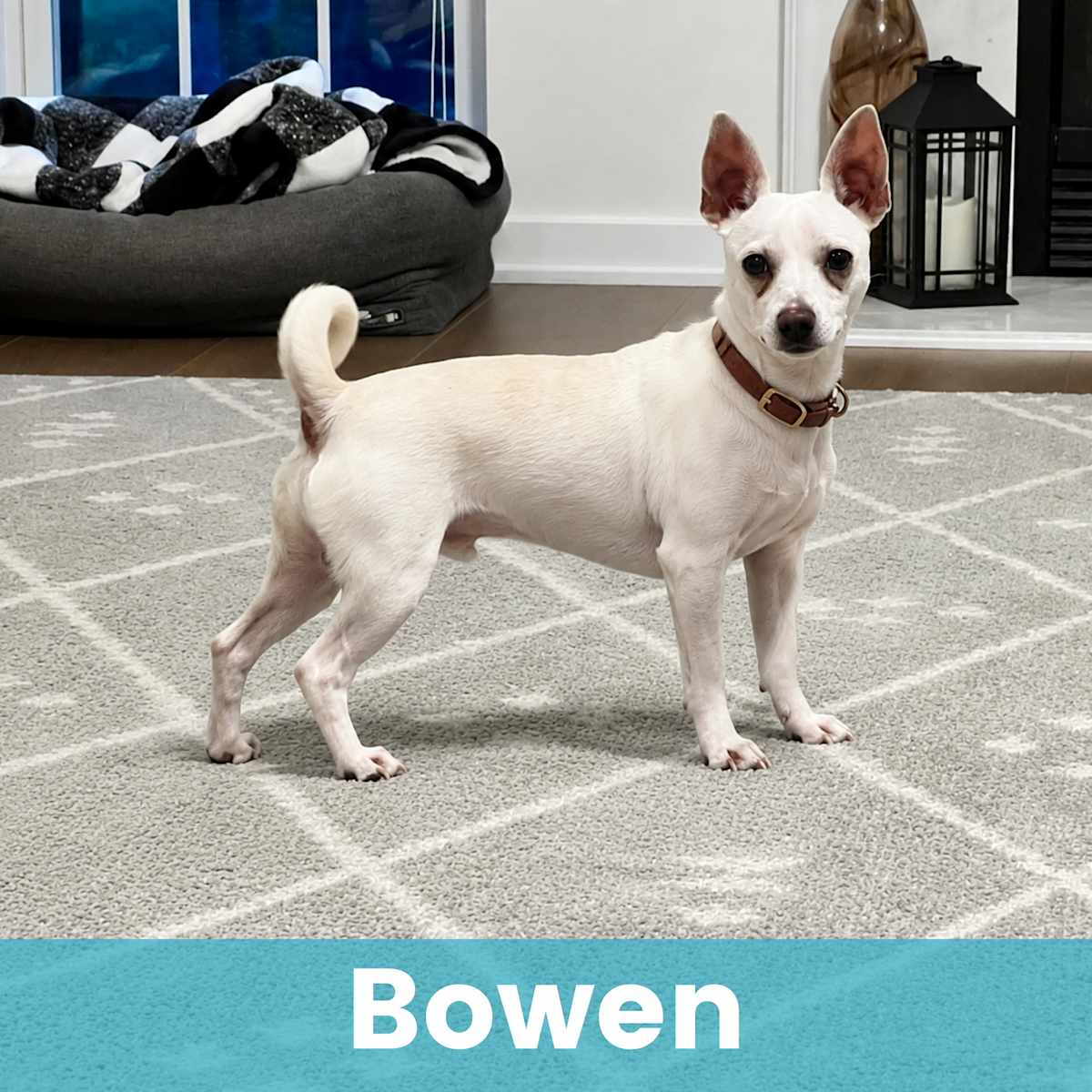 BOWEN - Mixed Breed (Small) available for adoption