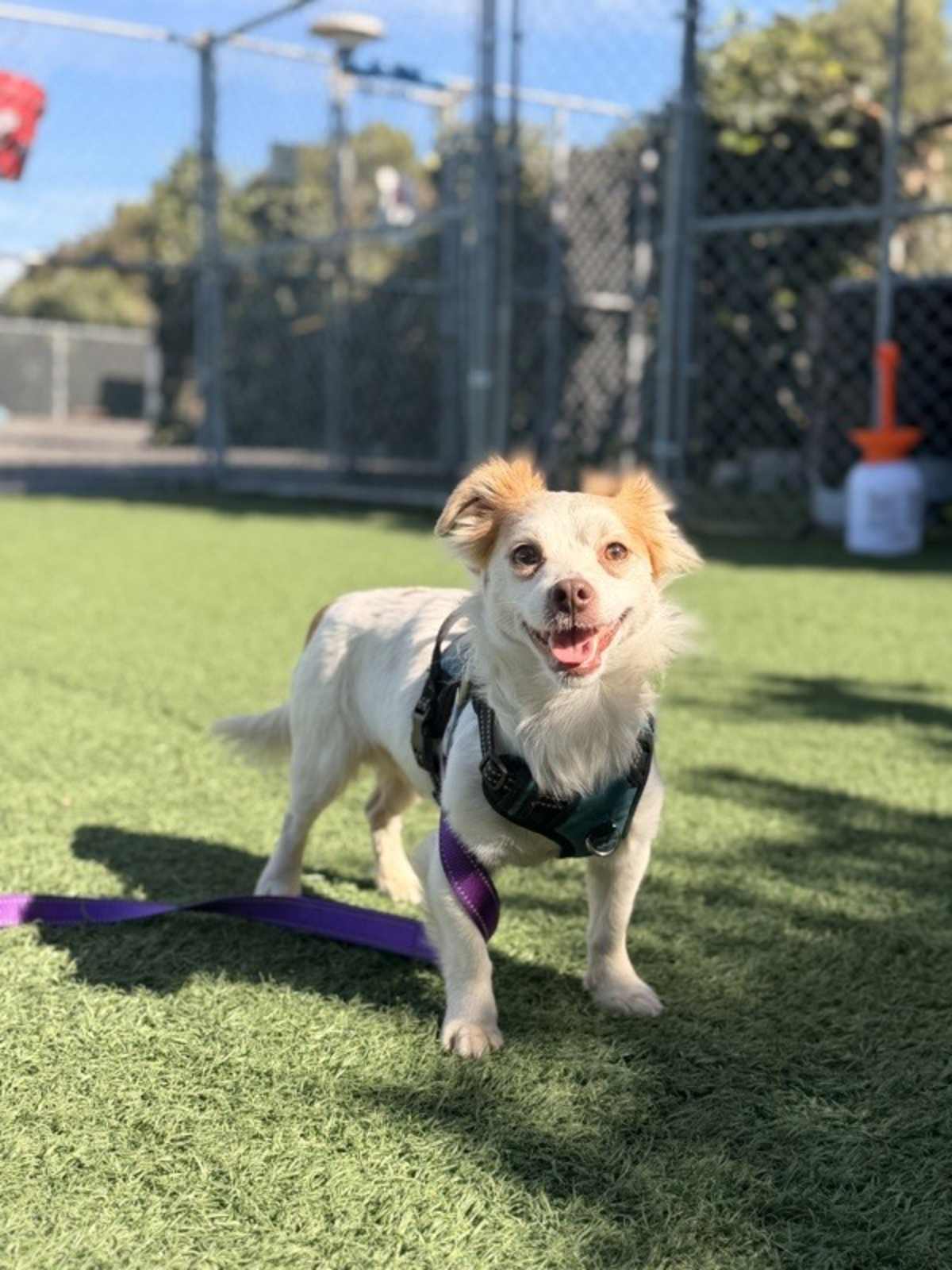 CLOVER - Chihuahua available for adoption
