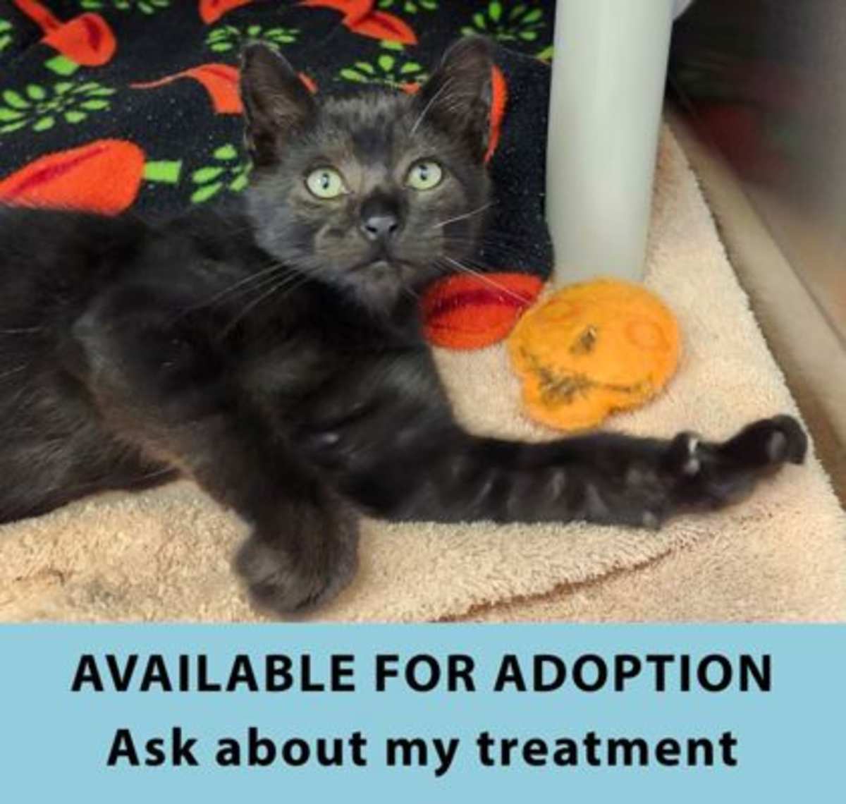 ROGUE - Domestic Shorthair for adoption in Eugene