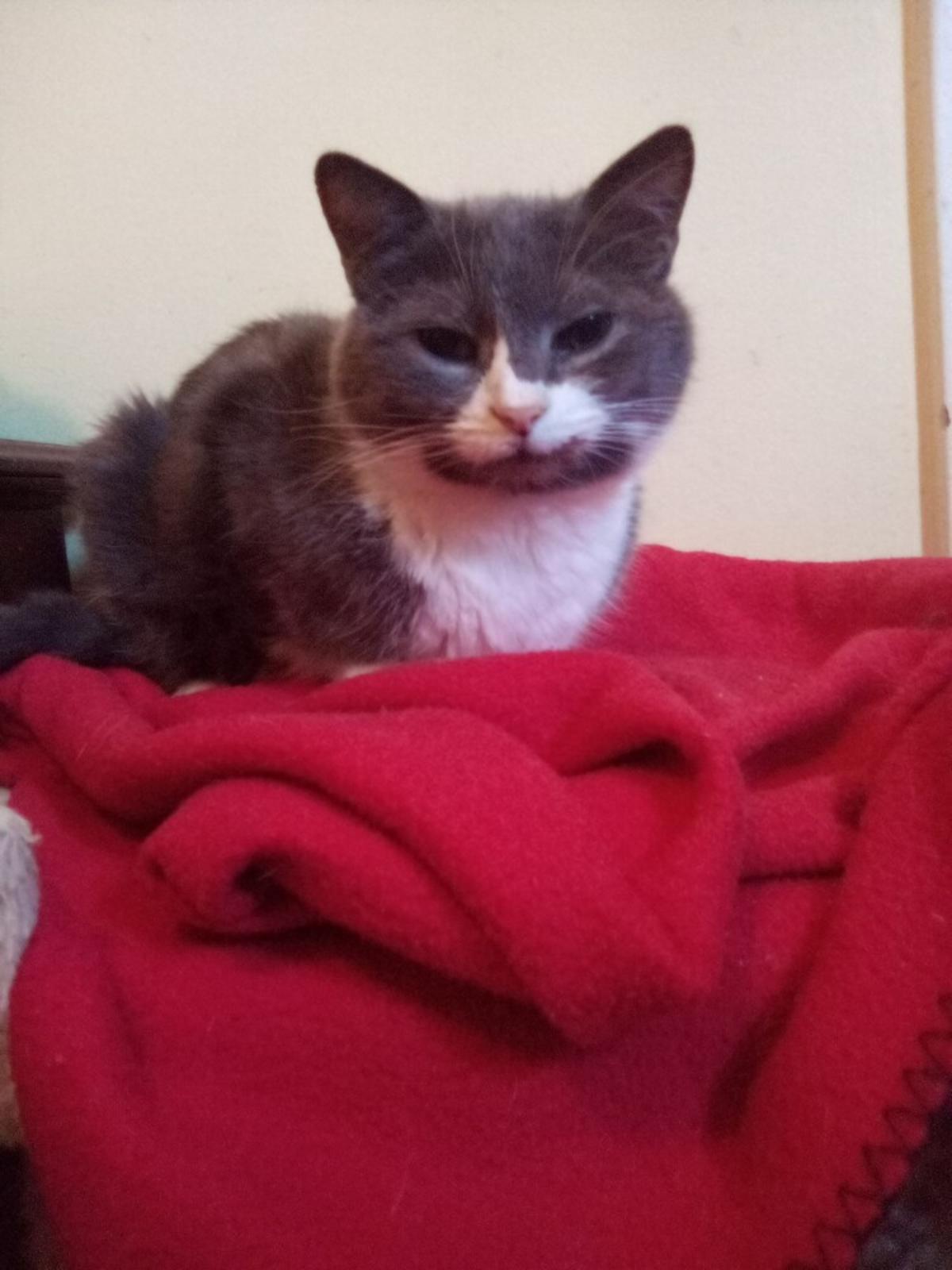 KEKE - Domestic Shorthair available for adoption