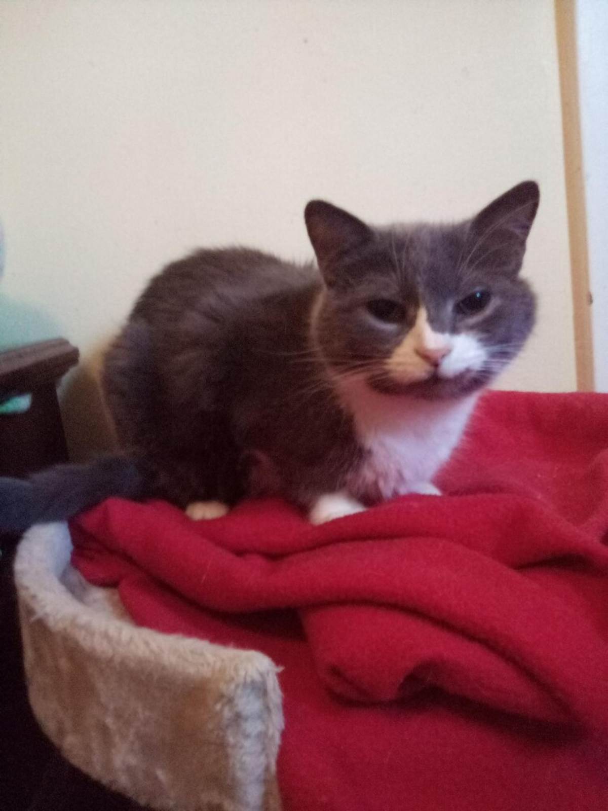 KEKE - Domestic Shorthair available for adoption