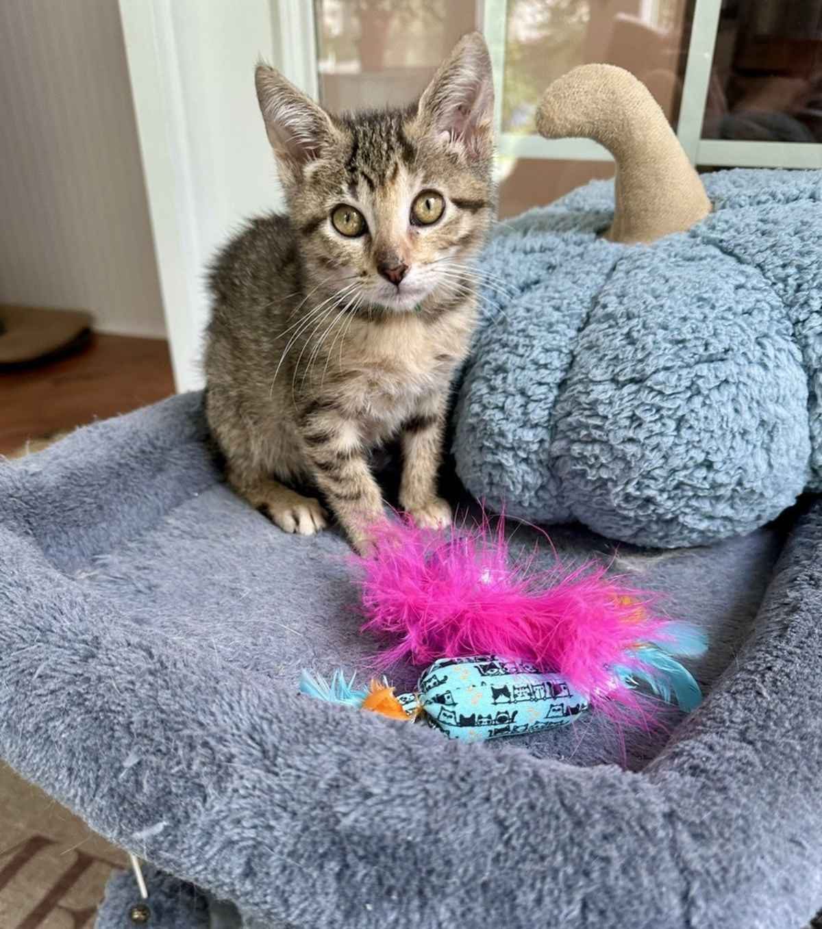 FRESCA - Domestic Shorthair available for adoption