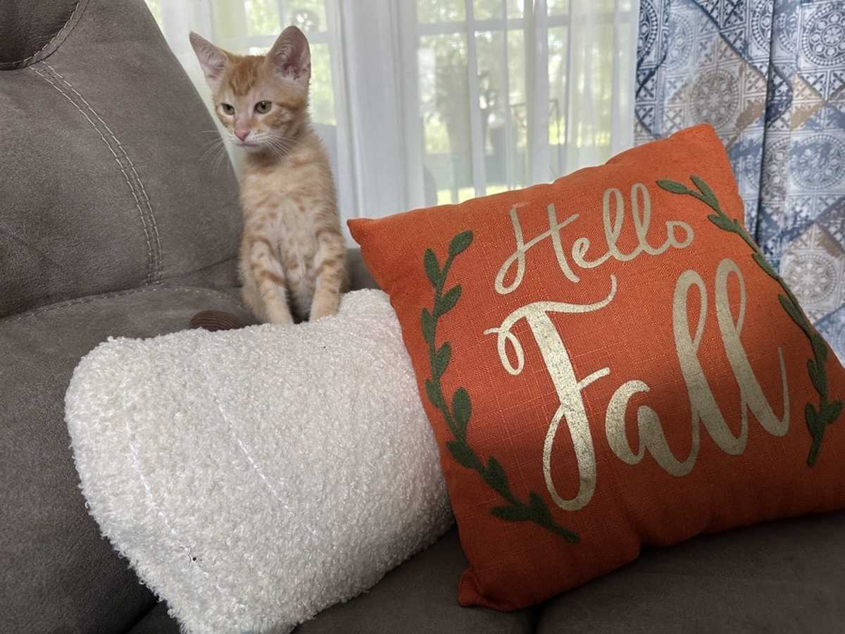 ORANGE CRUSH - Domestic Shorthair available for adoption