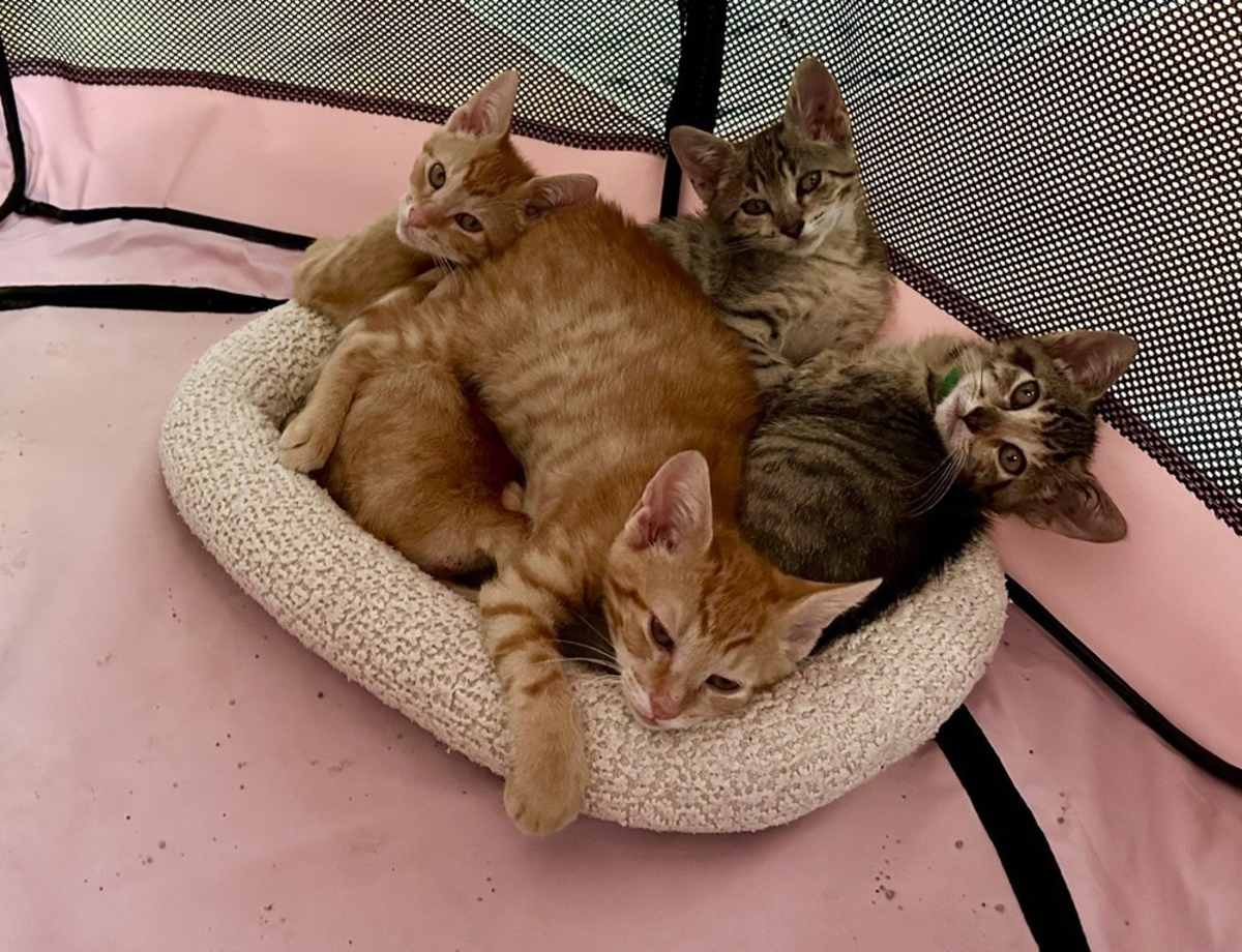 PEPSI - Domestic Shorthair available for adoption