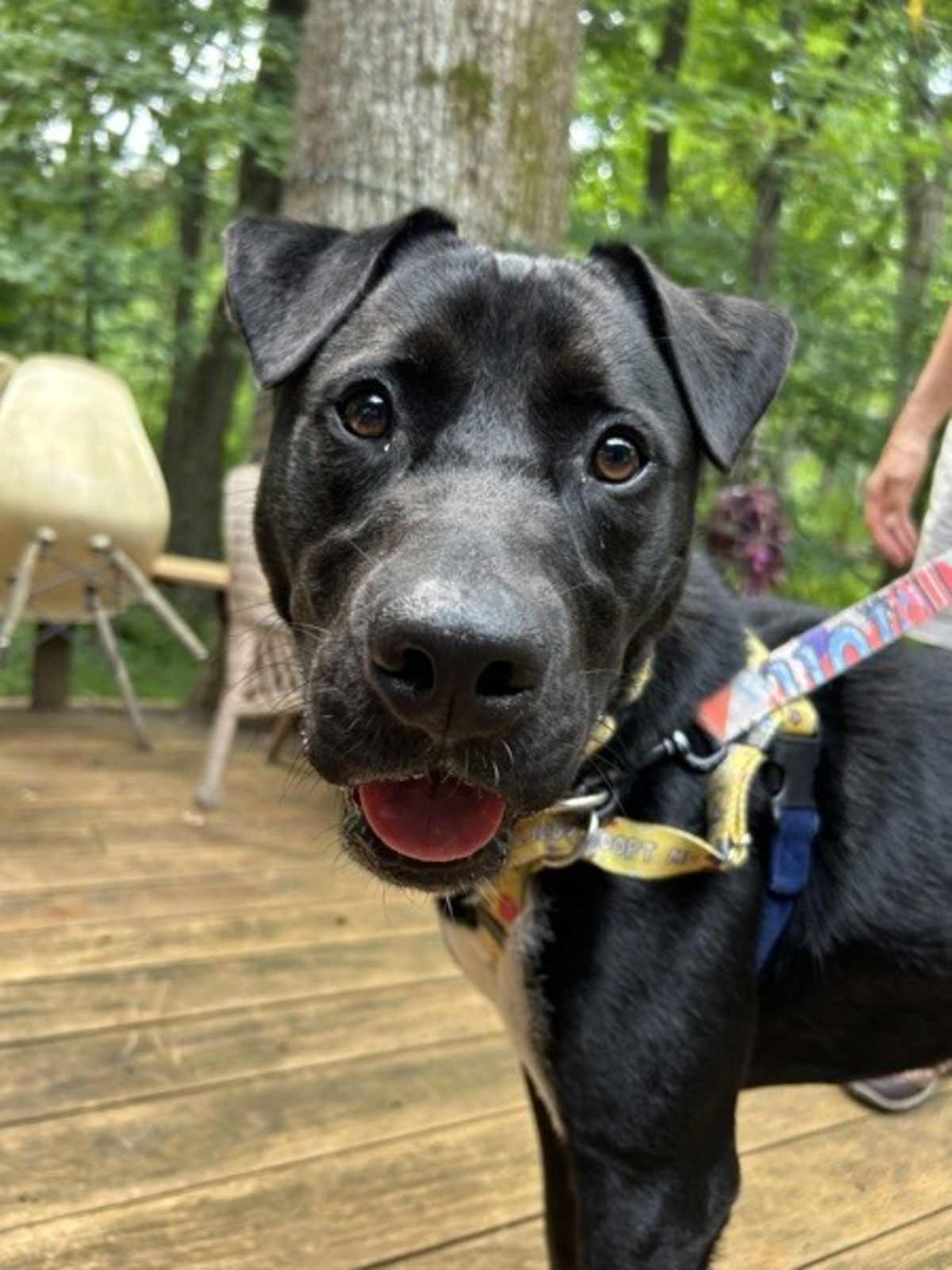 ACE (IN FOSTER) - Labrador Retriever available for adoption