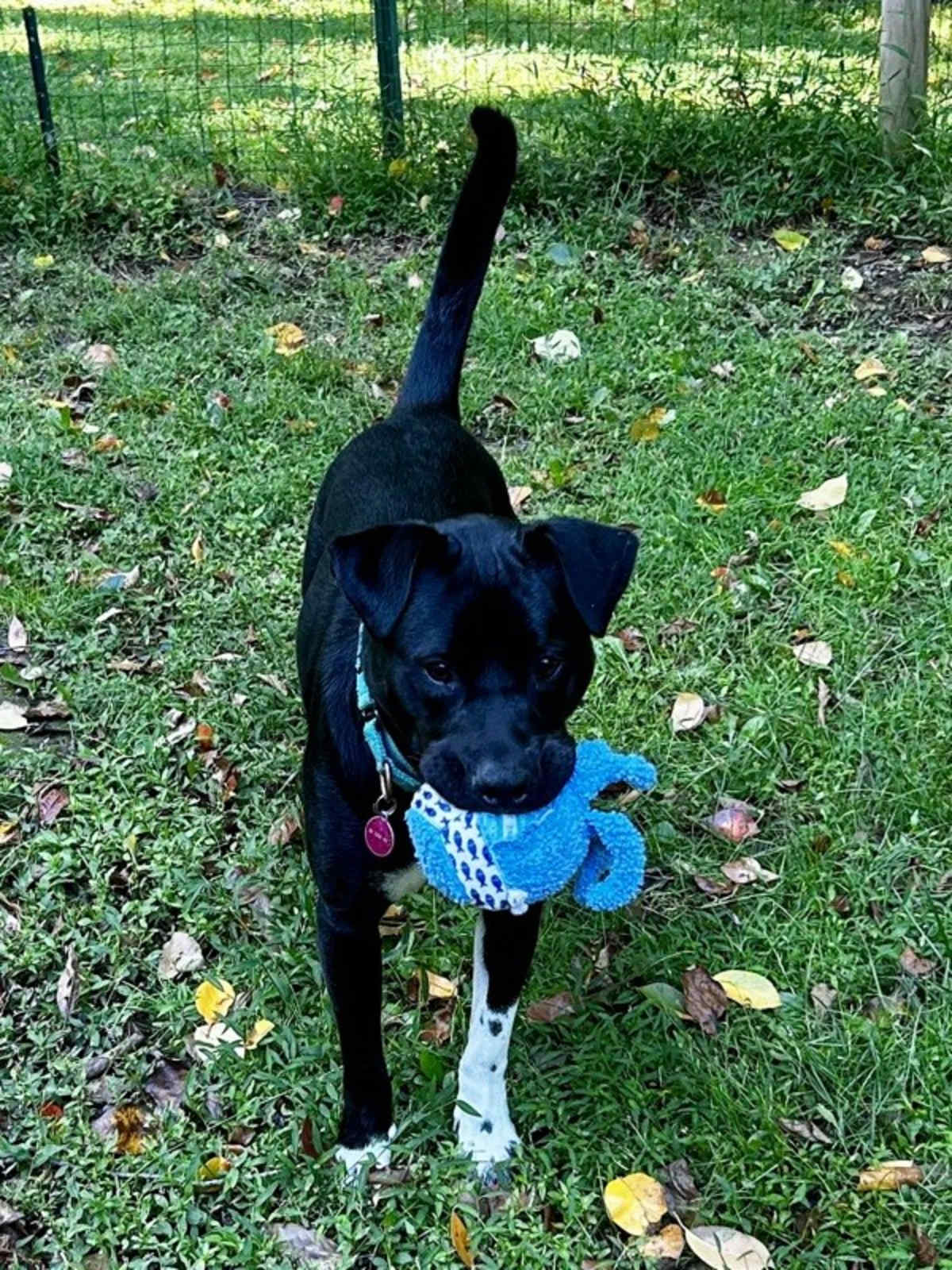 ACE (IN FOSTER) - Labrador Retriever available for adoption
