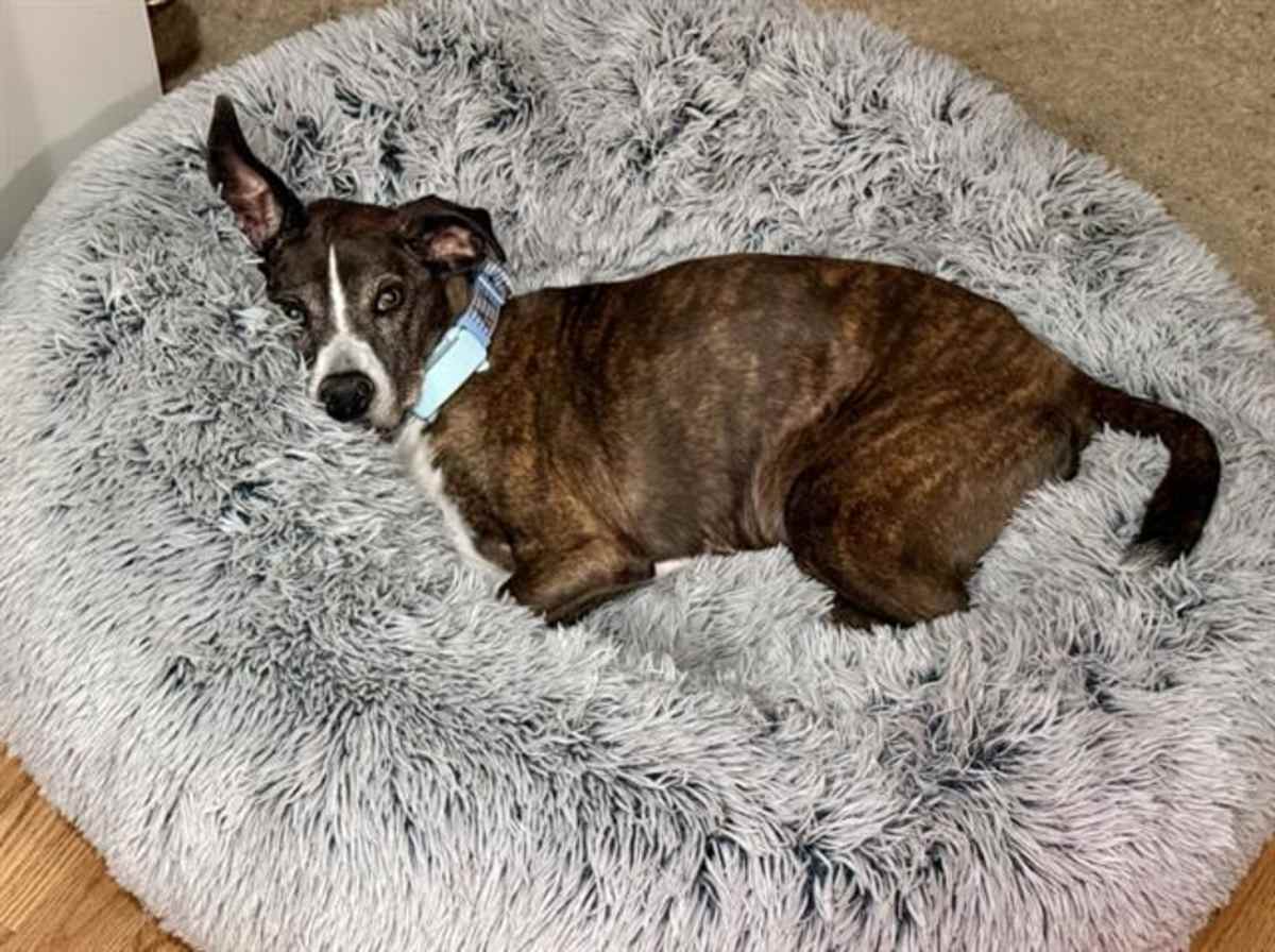 BAILEY - Boxer available for adoption