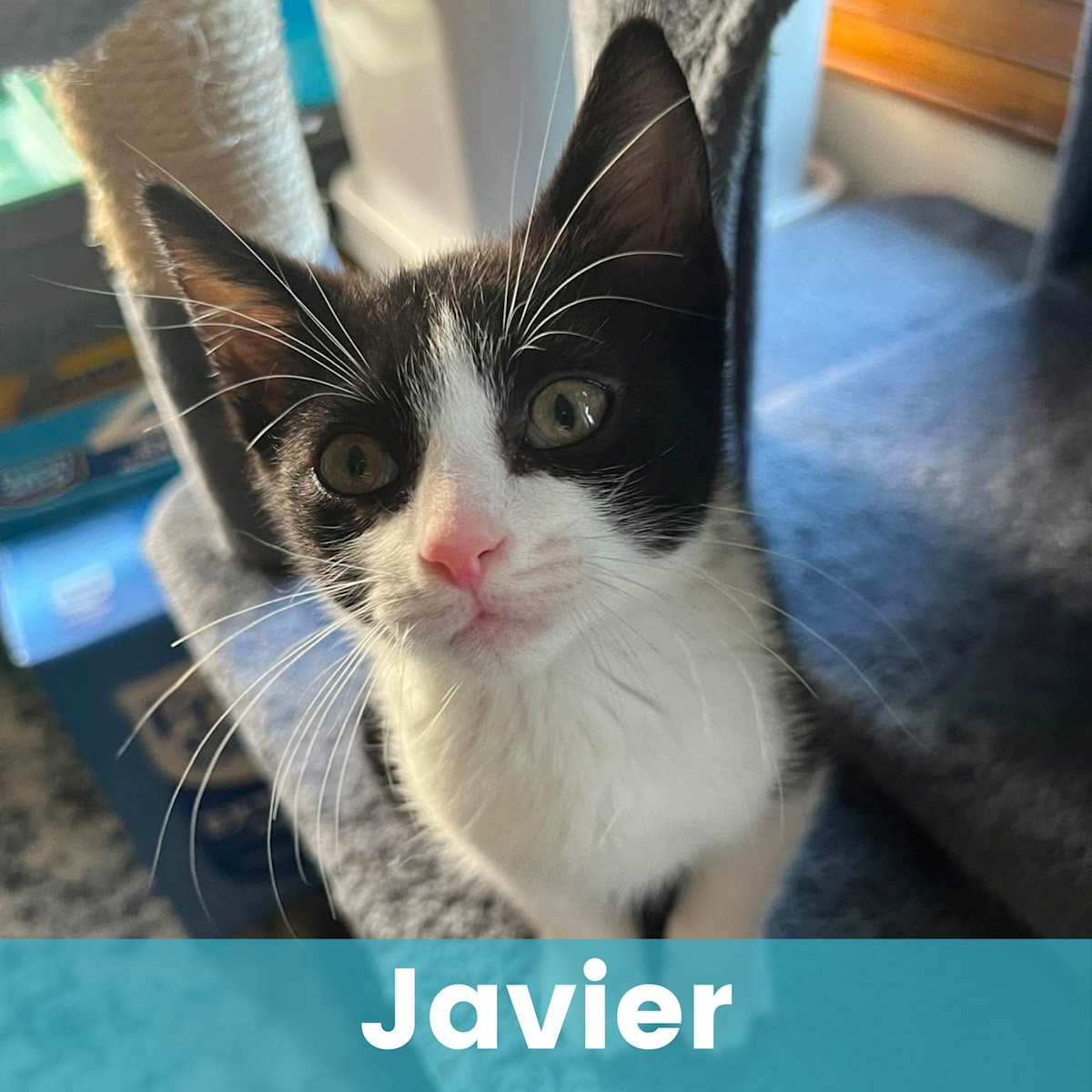 JAVIER - Domestic Shorthair available for adoption