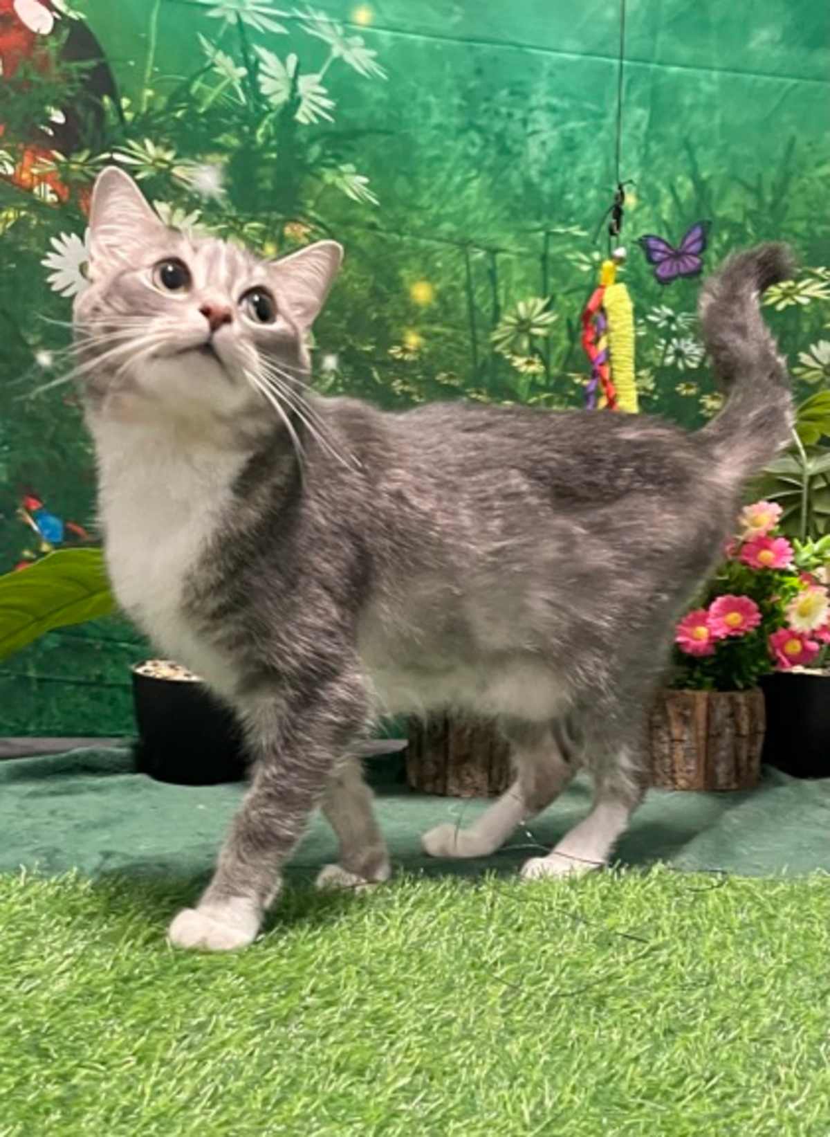 CAMI - Domestic Shorthair available for adoption