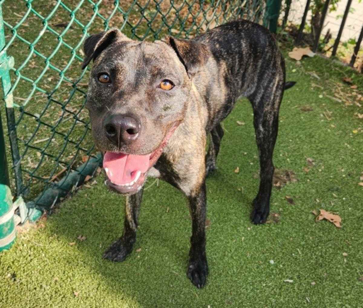 LUCKY CHARM - Plott Hound available for adoption