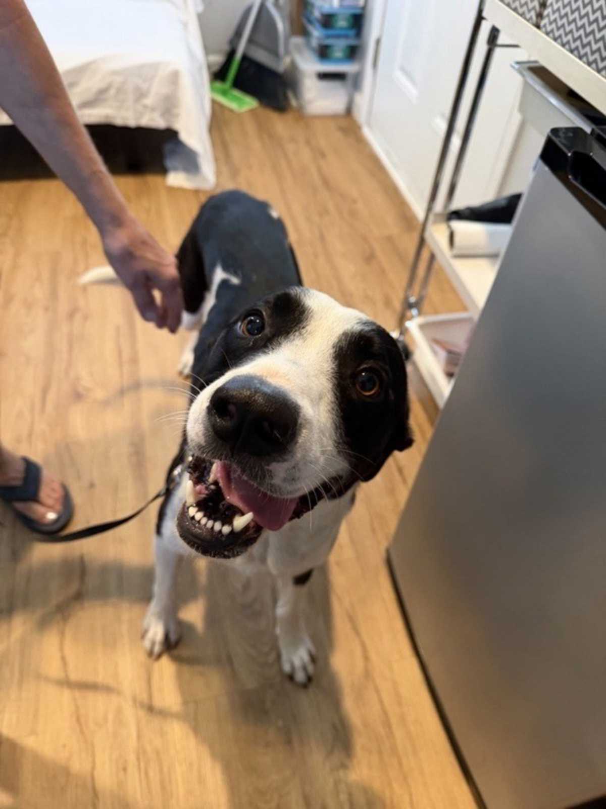OREO - Labrador Retriever / Border Collie available for adoption
