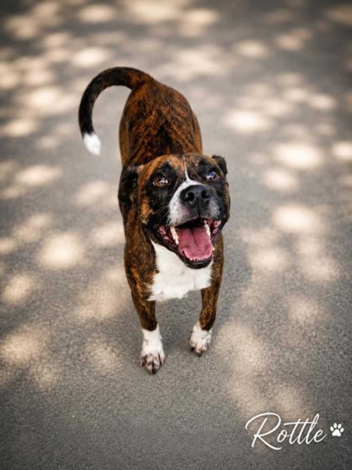 ROOTLE - Mixed Breed (Medium) available for adoption
