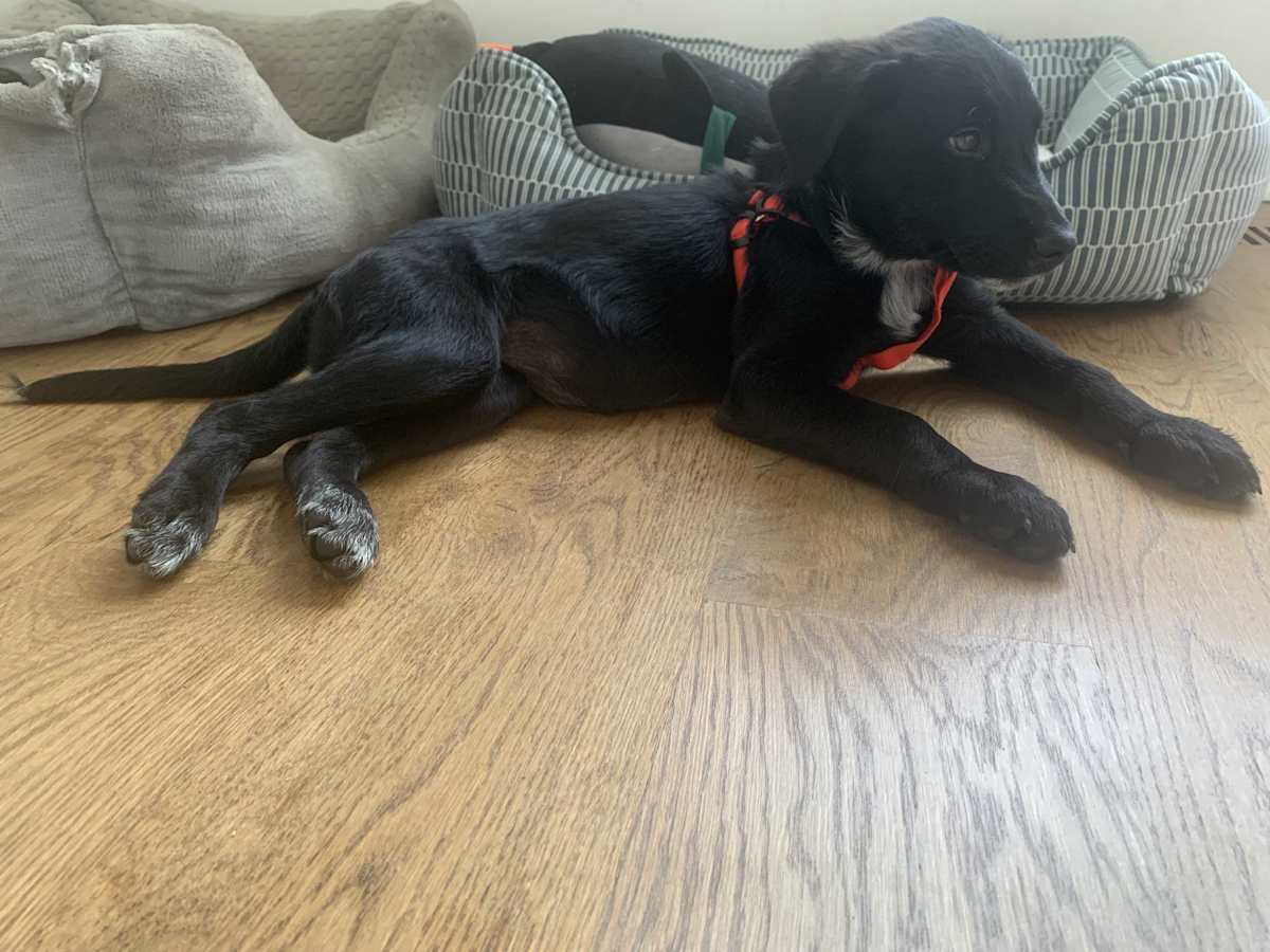 SALLY - Labrador Retriever for adoption in Aurora