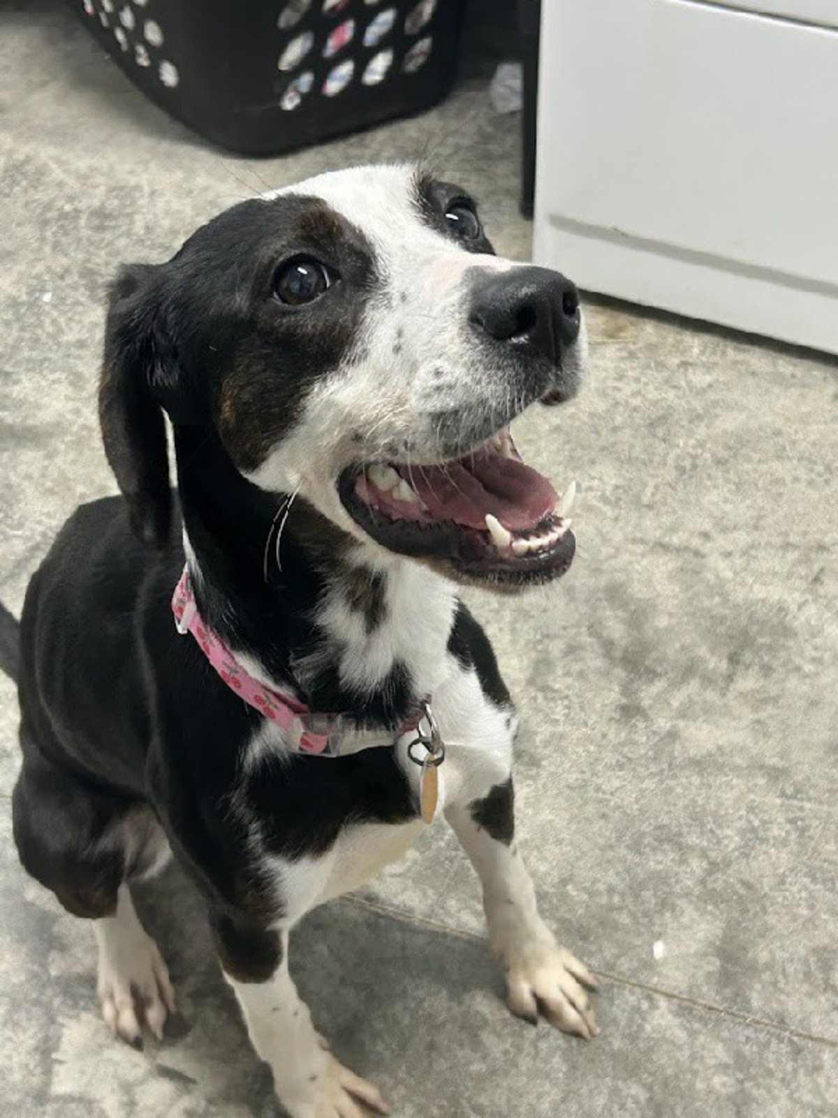 JUNI - Beagle / Pointer for adoption in Aurora