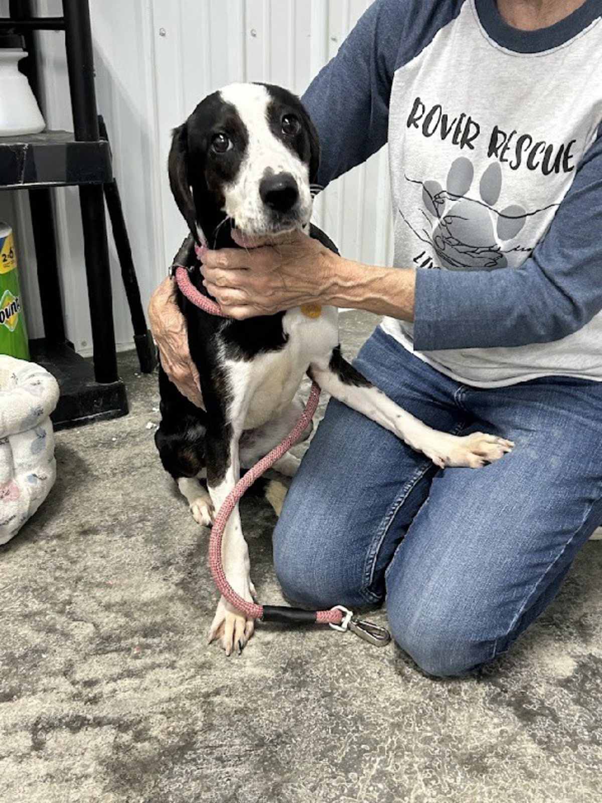 JUNI - Beagle / Pointer available for adoption