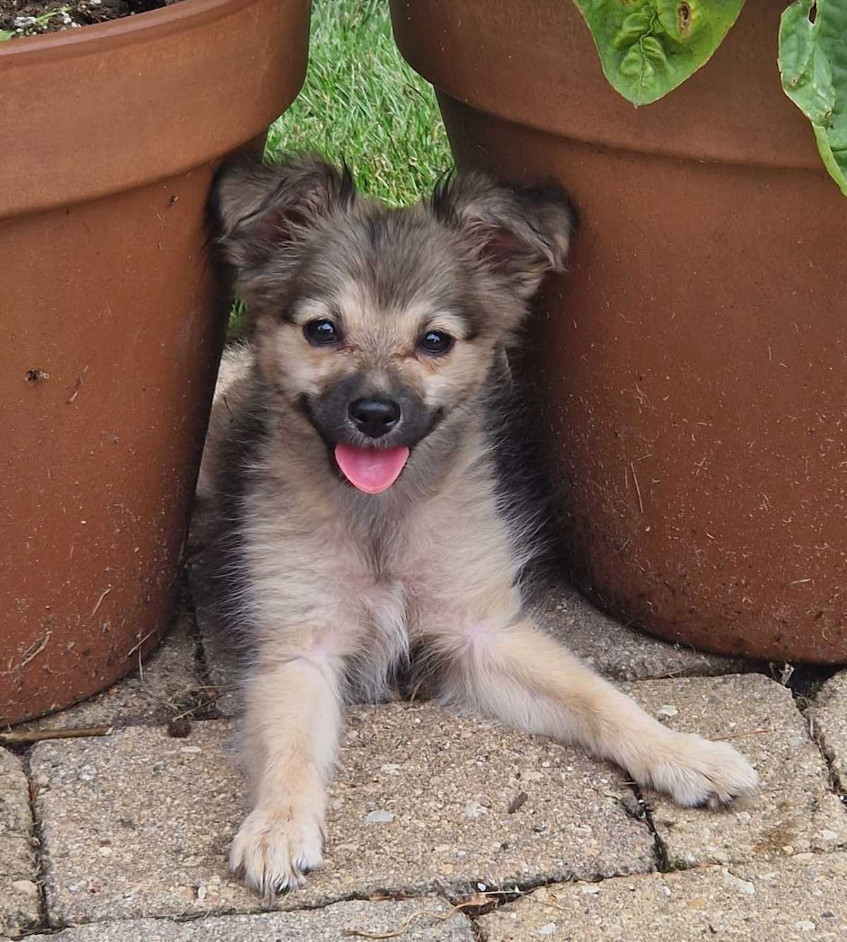 IZZY