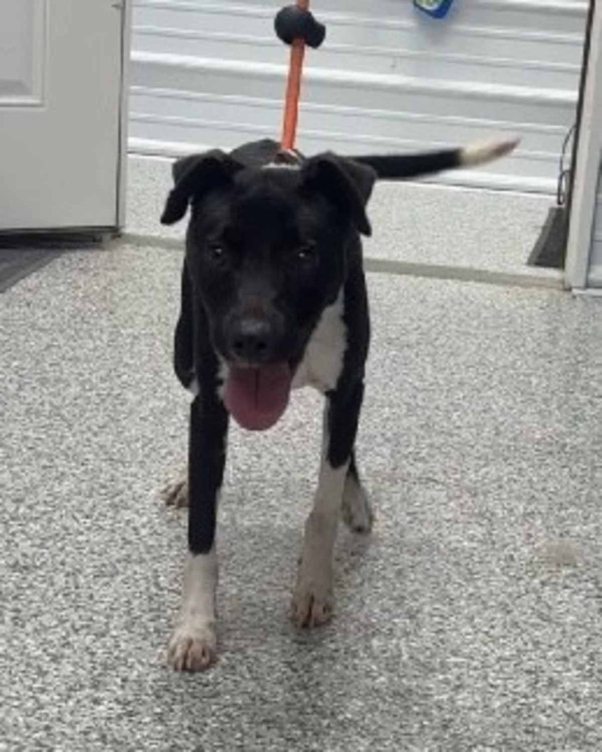 BENTLEY - Terrier (Unknown Type, Small) for adoption in Aurora