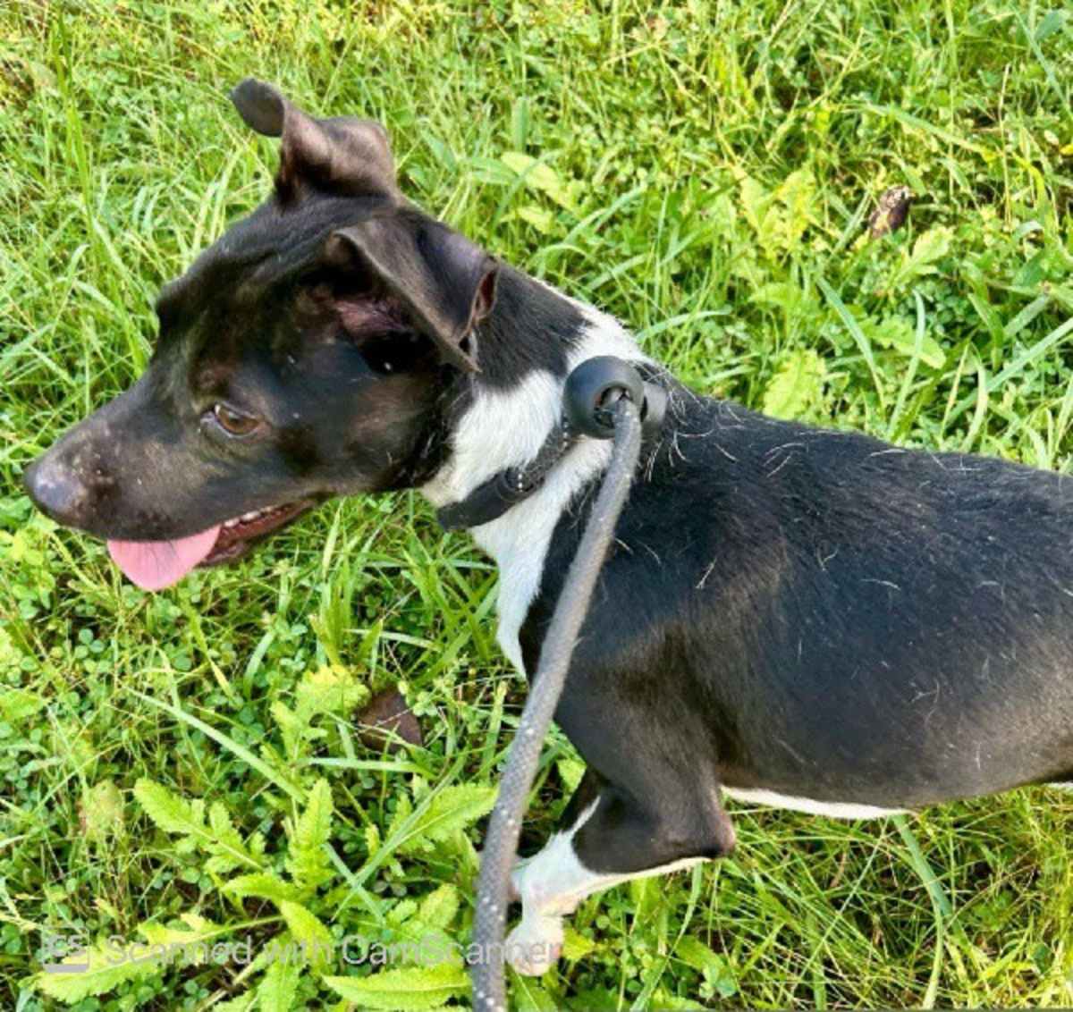 BENTLEY - Terrier (Unknown Type, Small) available for adoption