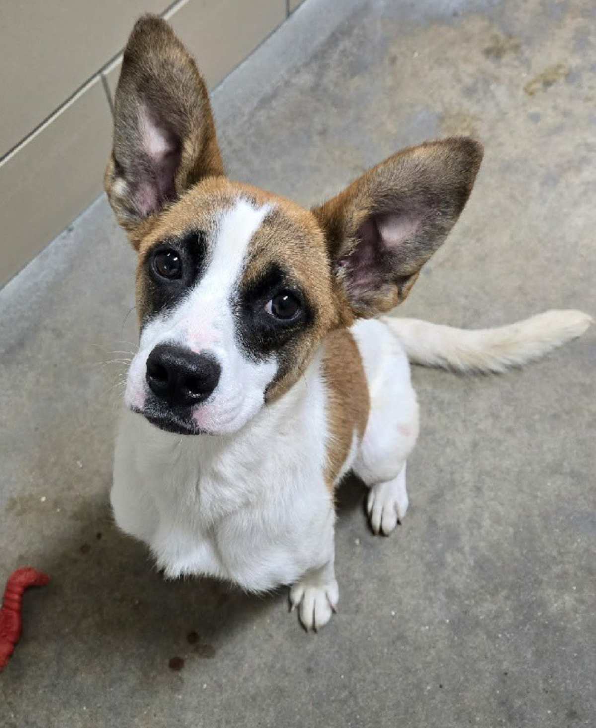 FURBY - Terrier (Unknown Type, Medium) / Australian Kelpie for adoption in Aurora