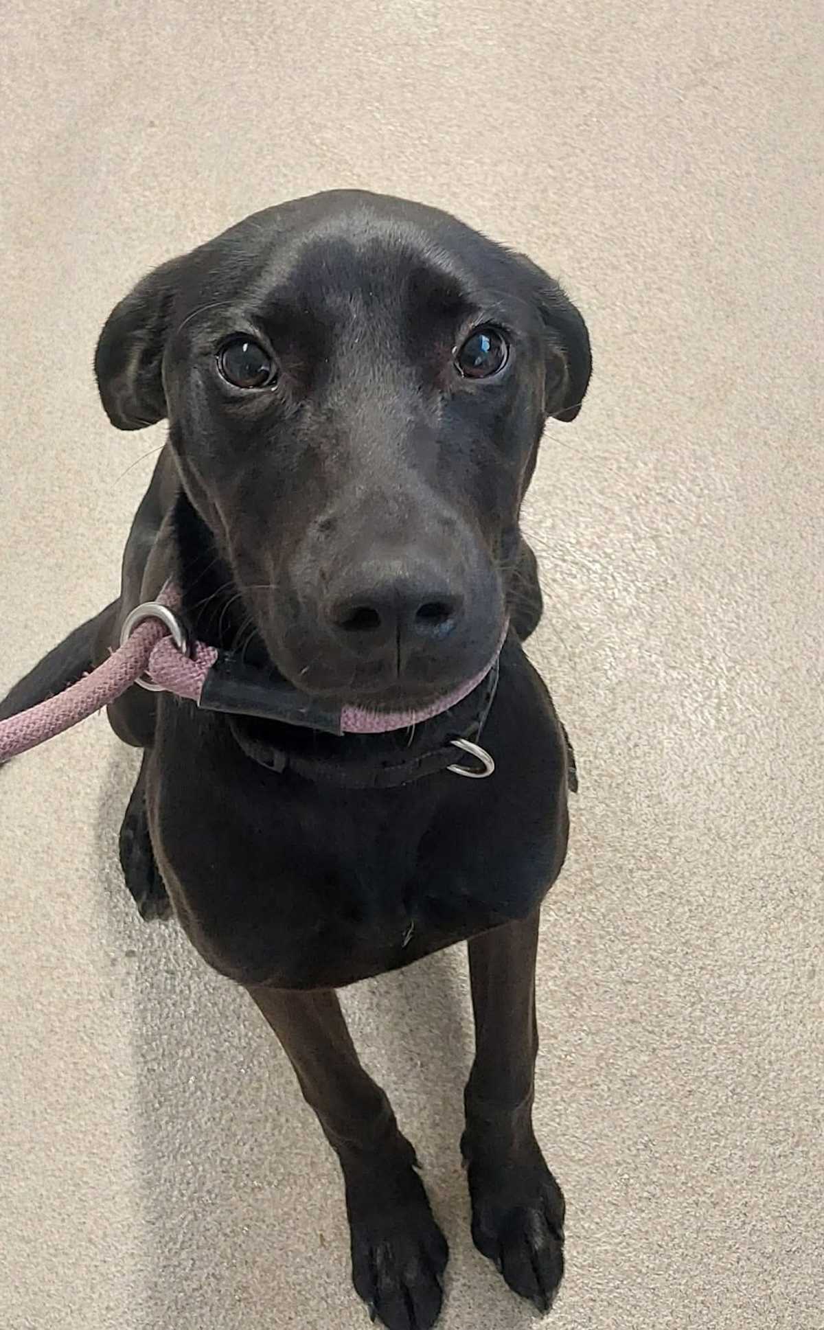 JOLENE - Labrador Retriever for adoption in Aurora