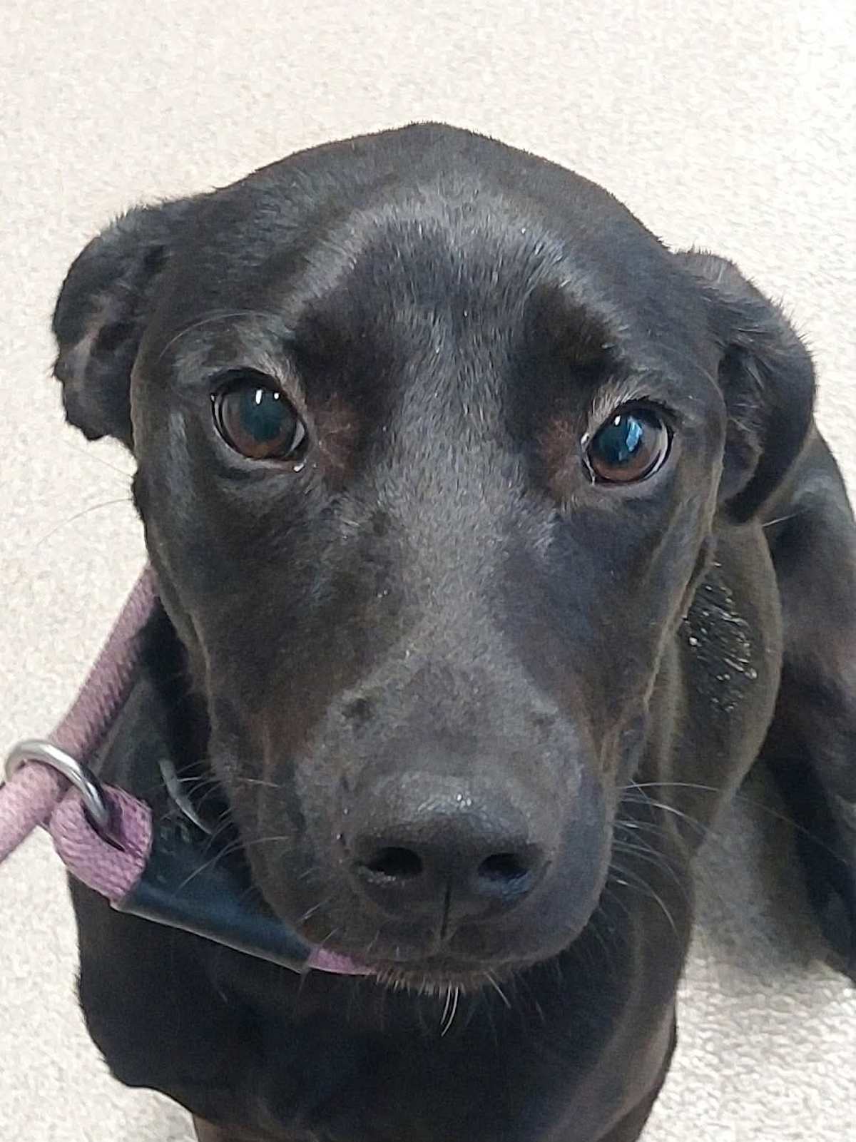 JOLENE - Labrador Retriever available for adoption
