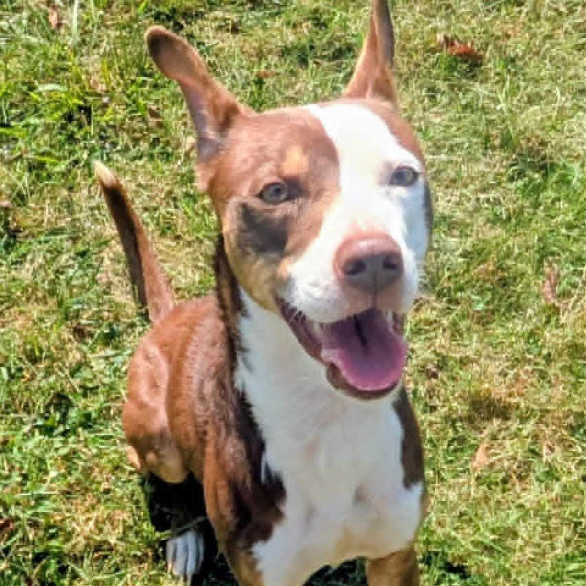 ROSCOE - Terrier (Unknown Type, Medium) available for adoption