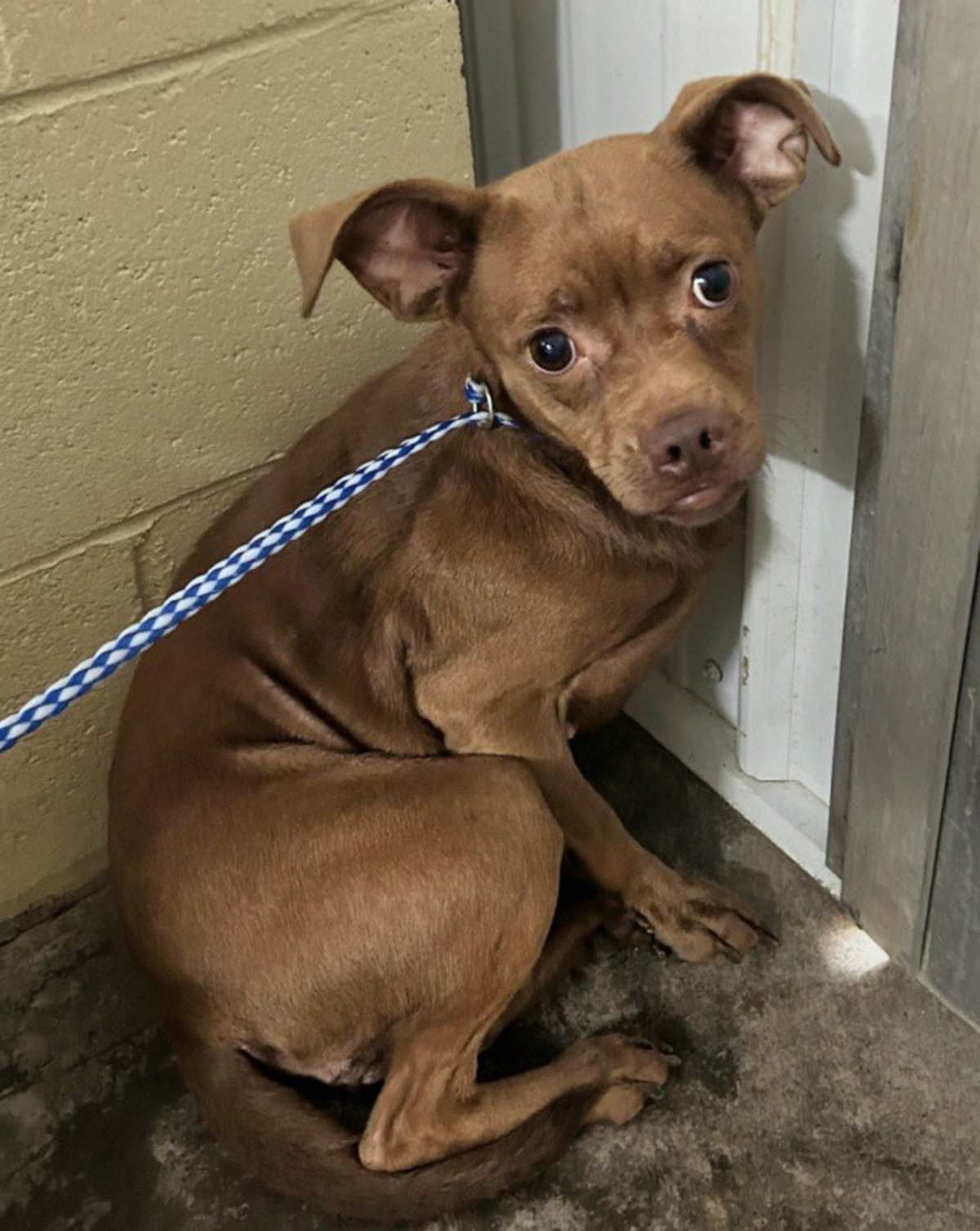 ROSIE - Chihuahua / Pug for adoption in Aurora