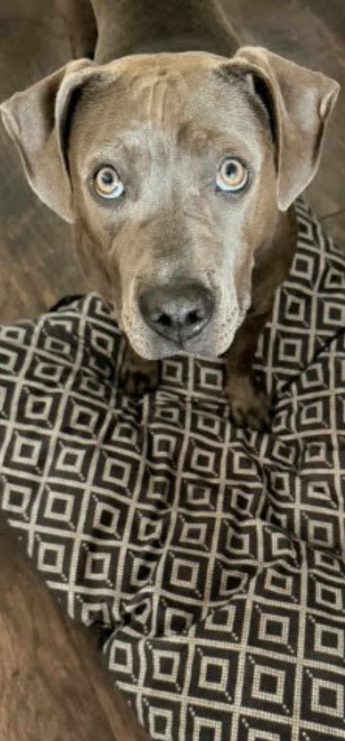 TRIXIE - Weimaraner / Mixed Breed (Medium) available for adoption